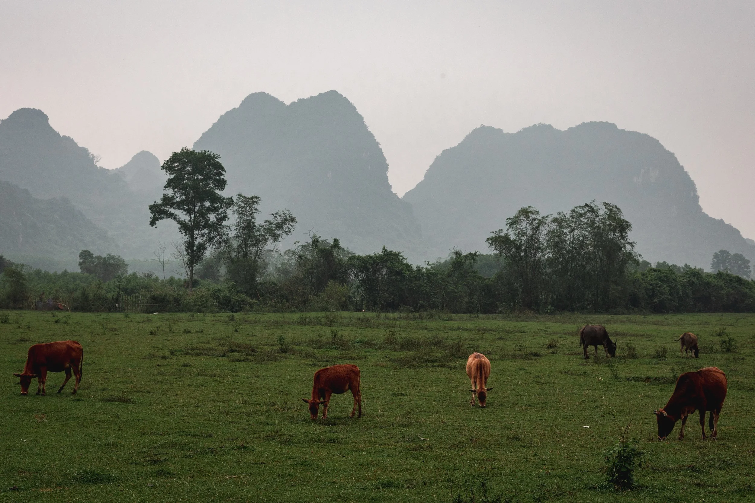 Grazing cows on a grassy field with trees and misty mountains in the background.
