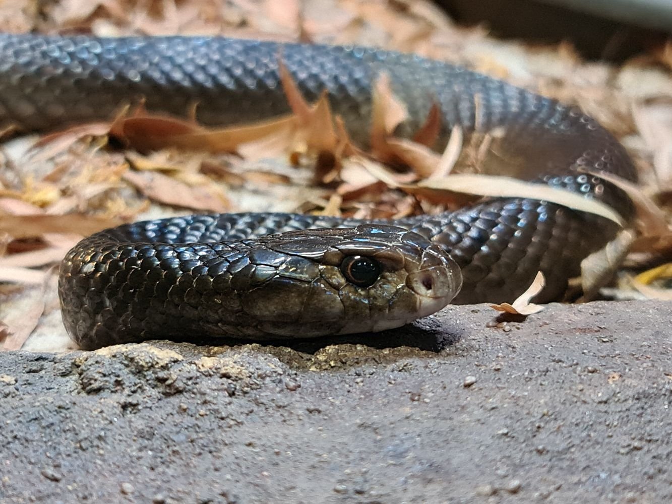 Slither in for some seriously interesting snake facts from the team at  Discover Deadly. — EAT DRINK DISCOVER