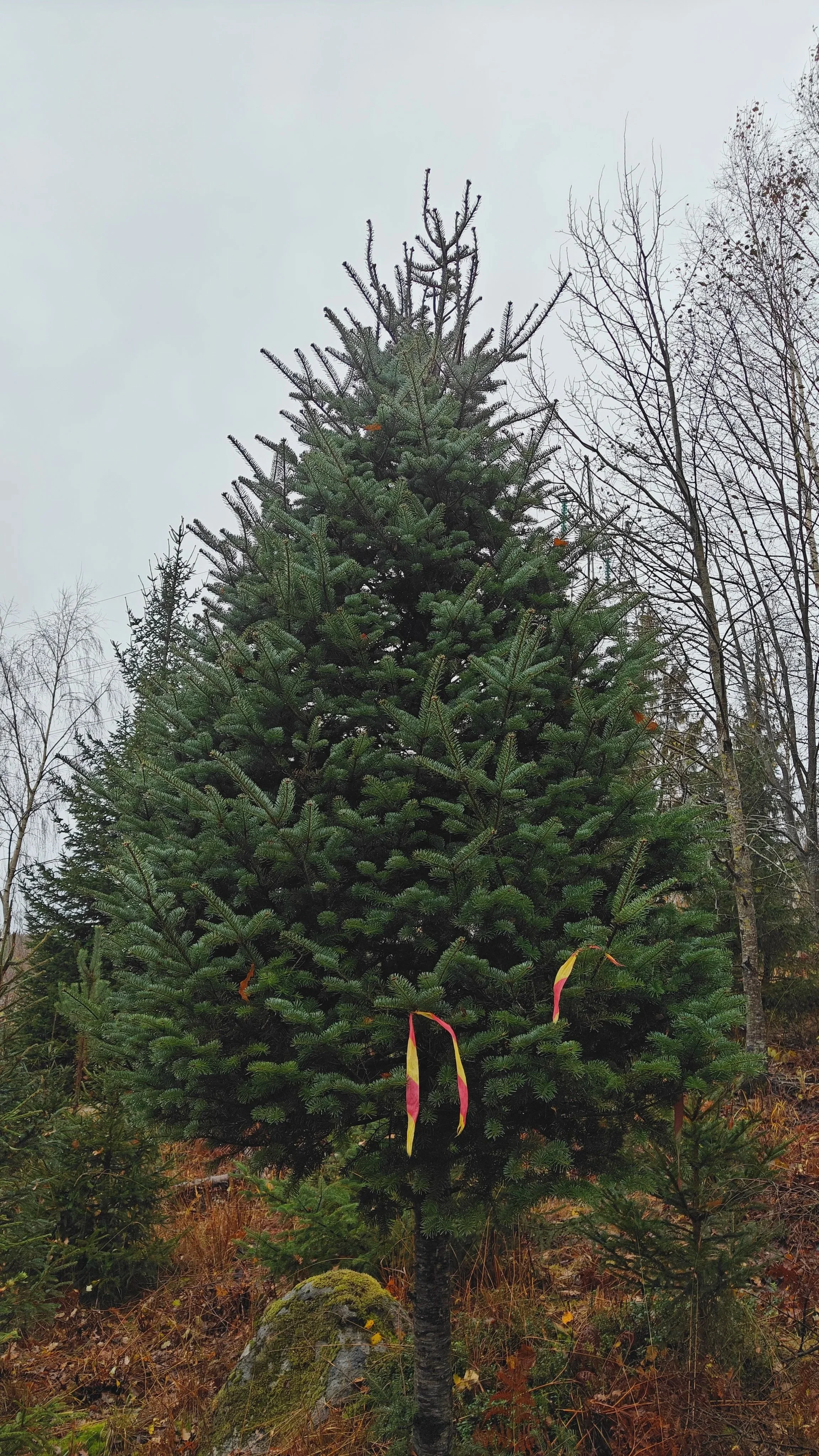 Jättikuusi kotiintoimitus jättipihta jättiomorika joulukuusi todella iso