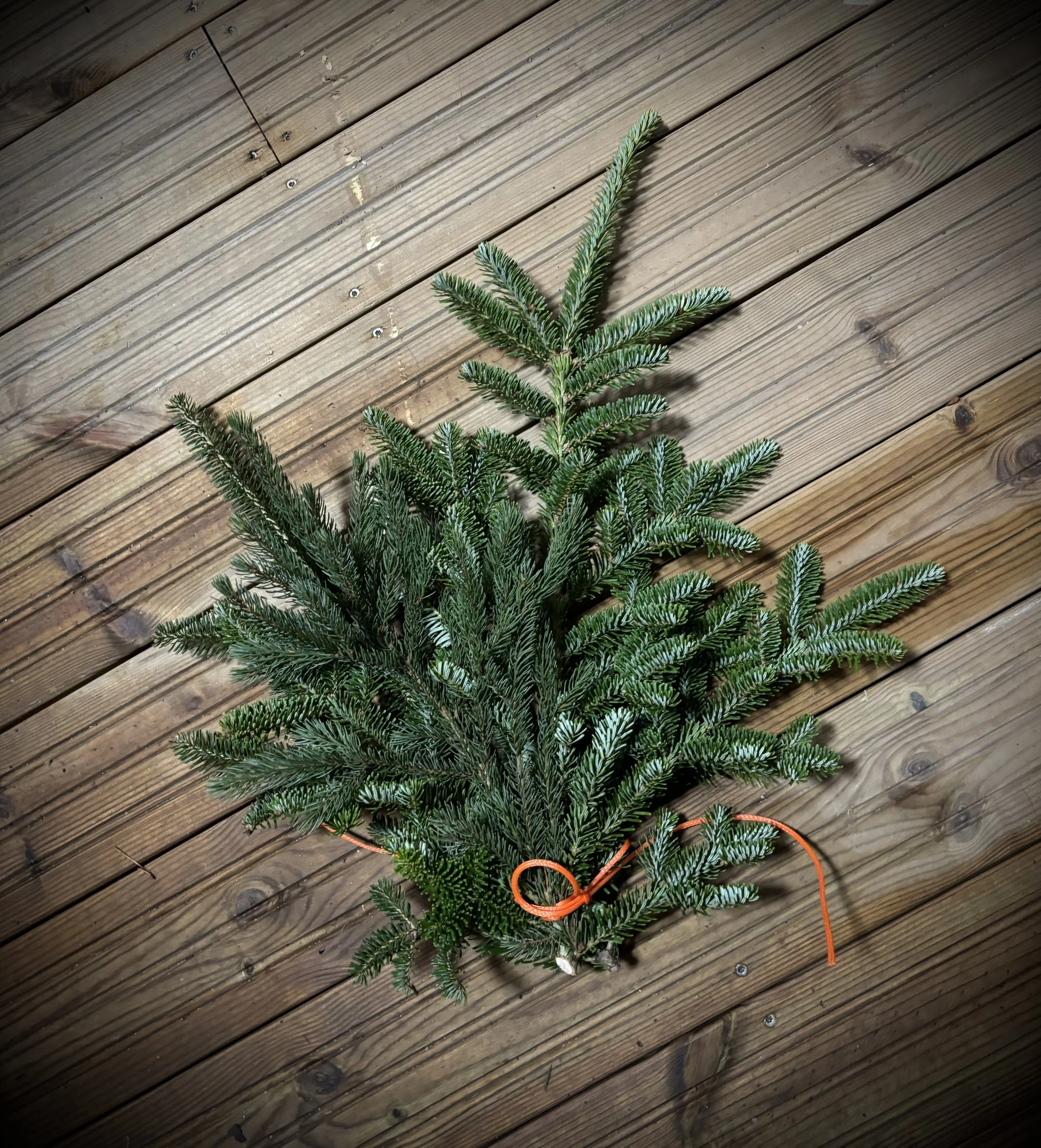 metsäkuusi havu havut joulukuusen havunippu