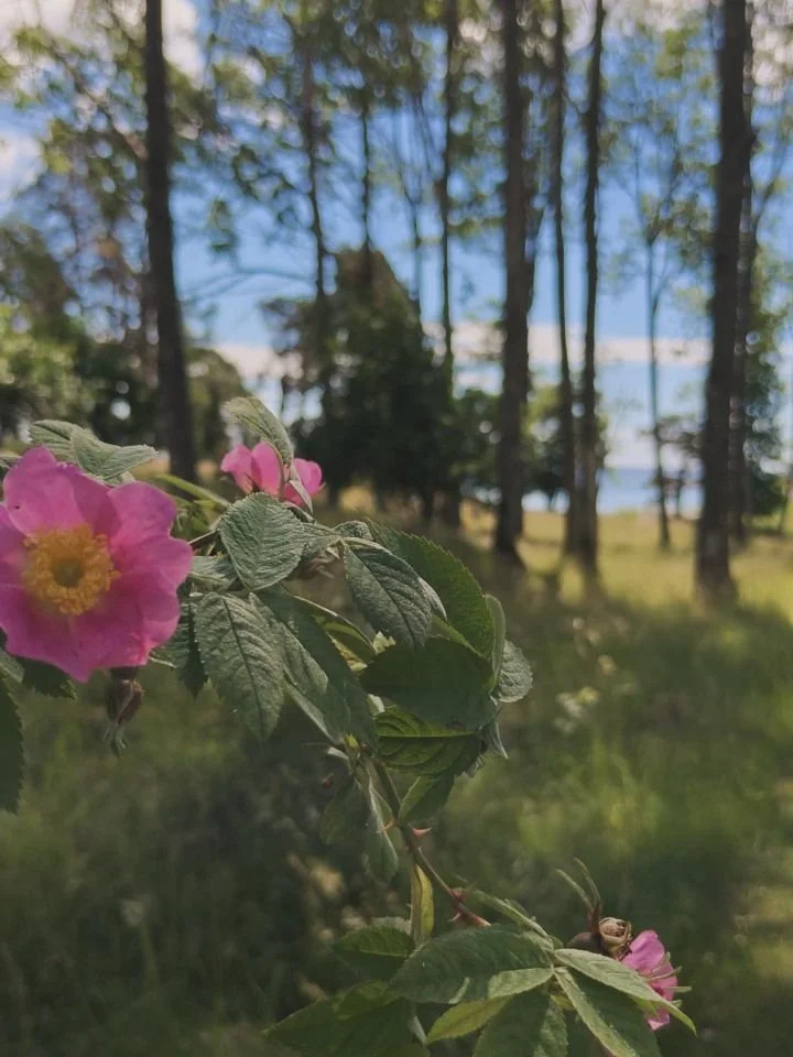 Sommarlovet 2026 🌊🌪️
En fotodump - ano insta 2014

Tack &auml;lskade vatten som h&aring;ller mig genom livet. Du ljuva sommartid. Friheten i vidderna. Barnen n&auml;ra, n&auml;ra livet sj&auml;lvt. 

Tack alla och allt som jag m&ouml;tt. 

1. Vajan