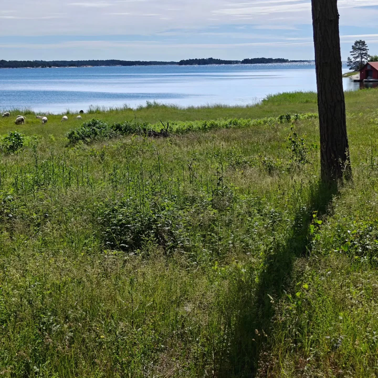 ☀️ V&auml;lsignat sommarsolst&aring;nd ☀️

🌊 Spenderar solst&aring;ndet med havet och dom som ger mig allt jag beh&ouml;ver i livet 🌊

Jag l&aring;ter solens v&auml;ndning mjukt v&auml;lkomna m&ouml;rkare tider. Hur firar du solv&auml;ndet?