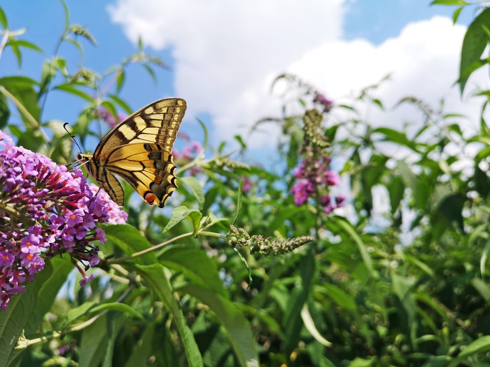   Papilio machon  Lastin repak 