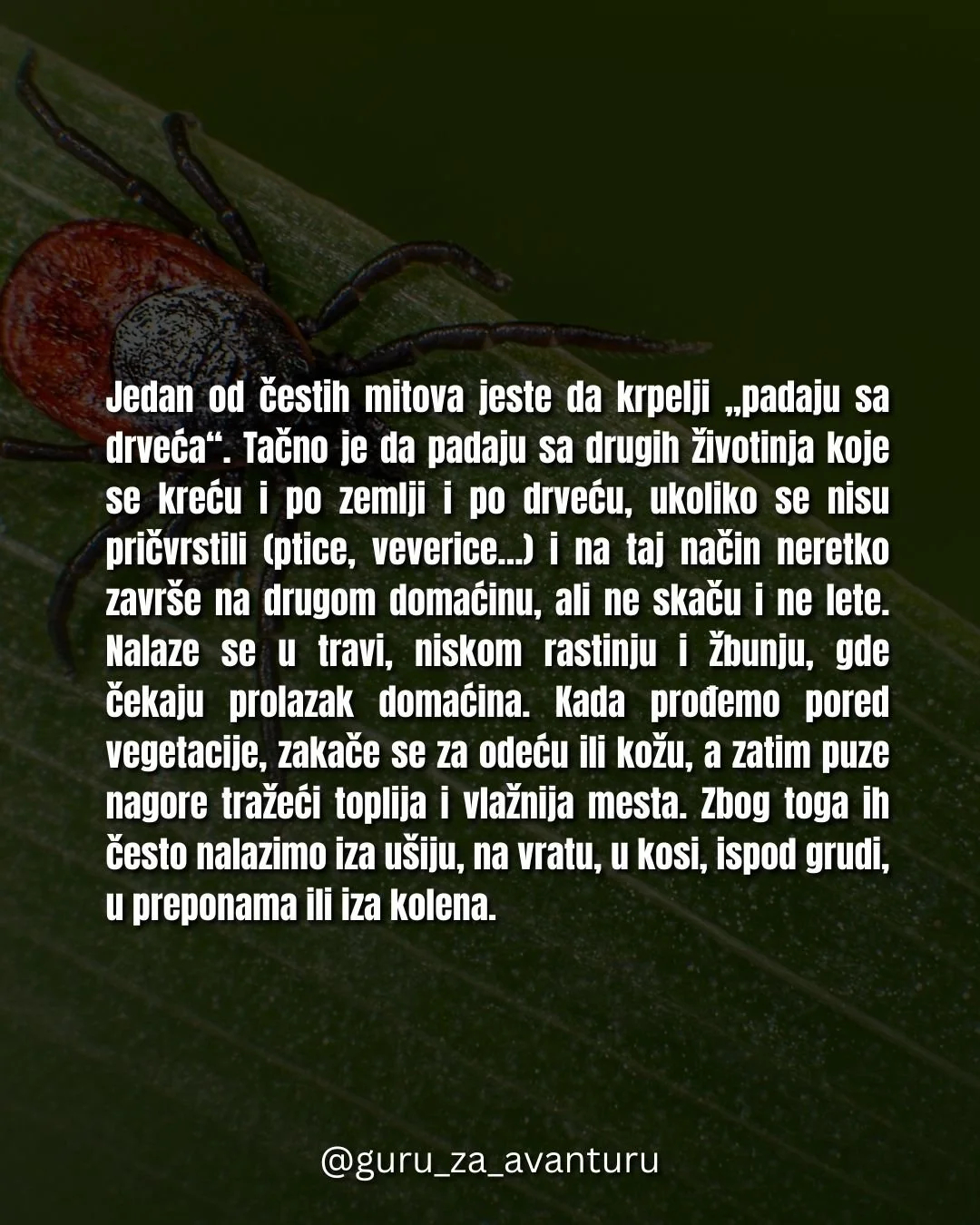 Krpelji u planini kompletan vodič za bezbedan boravak u prirodi.zip - 4.jpeg