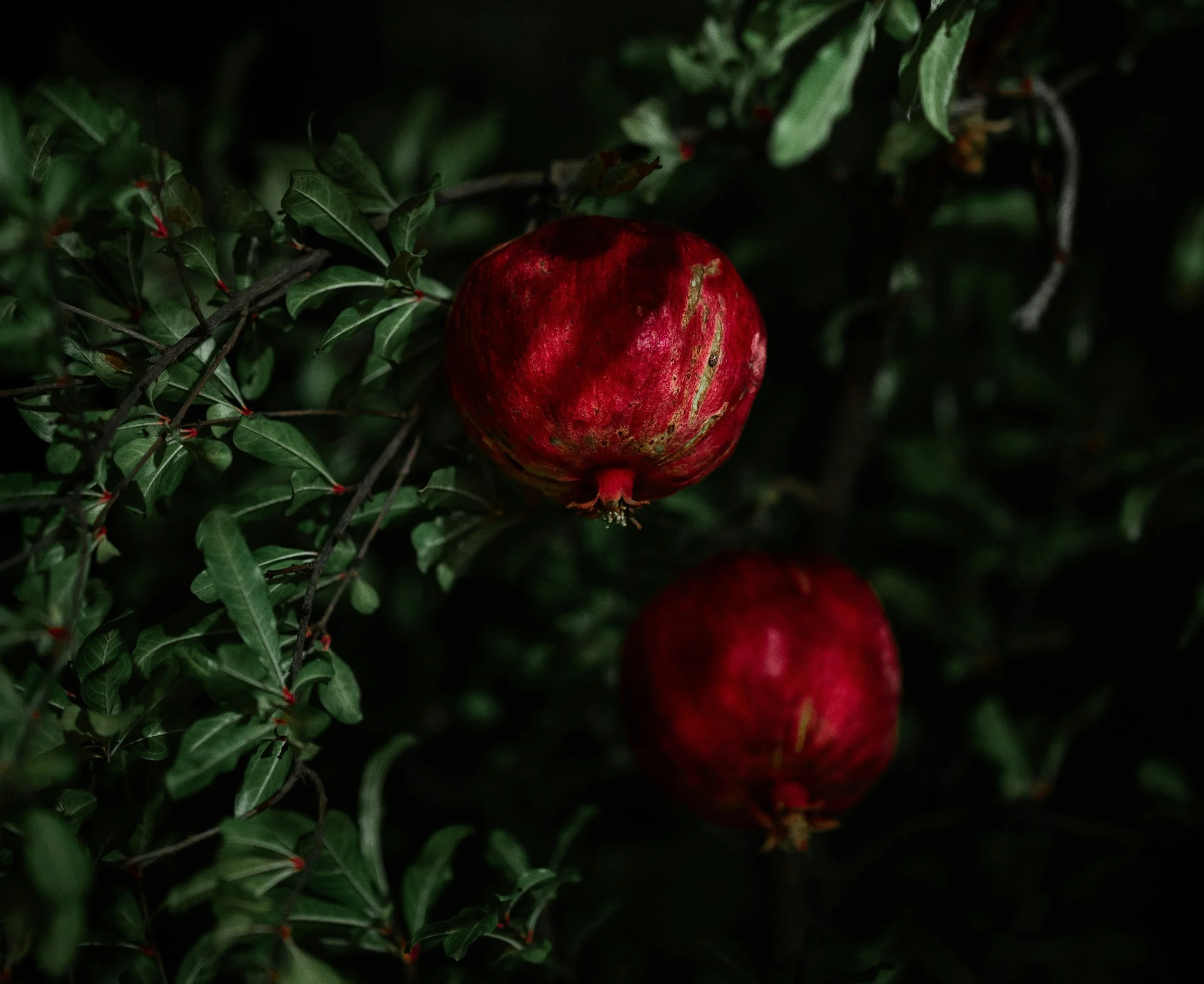 Sirće od nara i žensko zdravlje u menopauzi