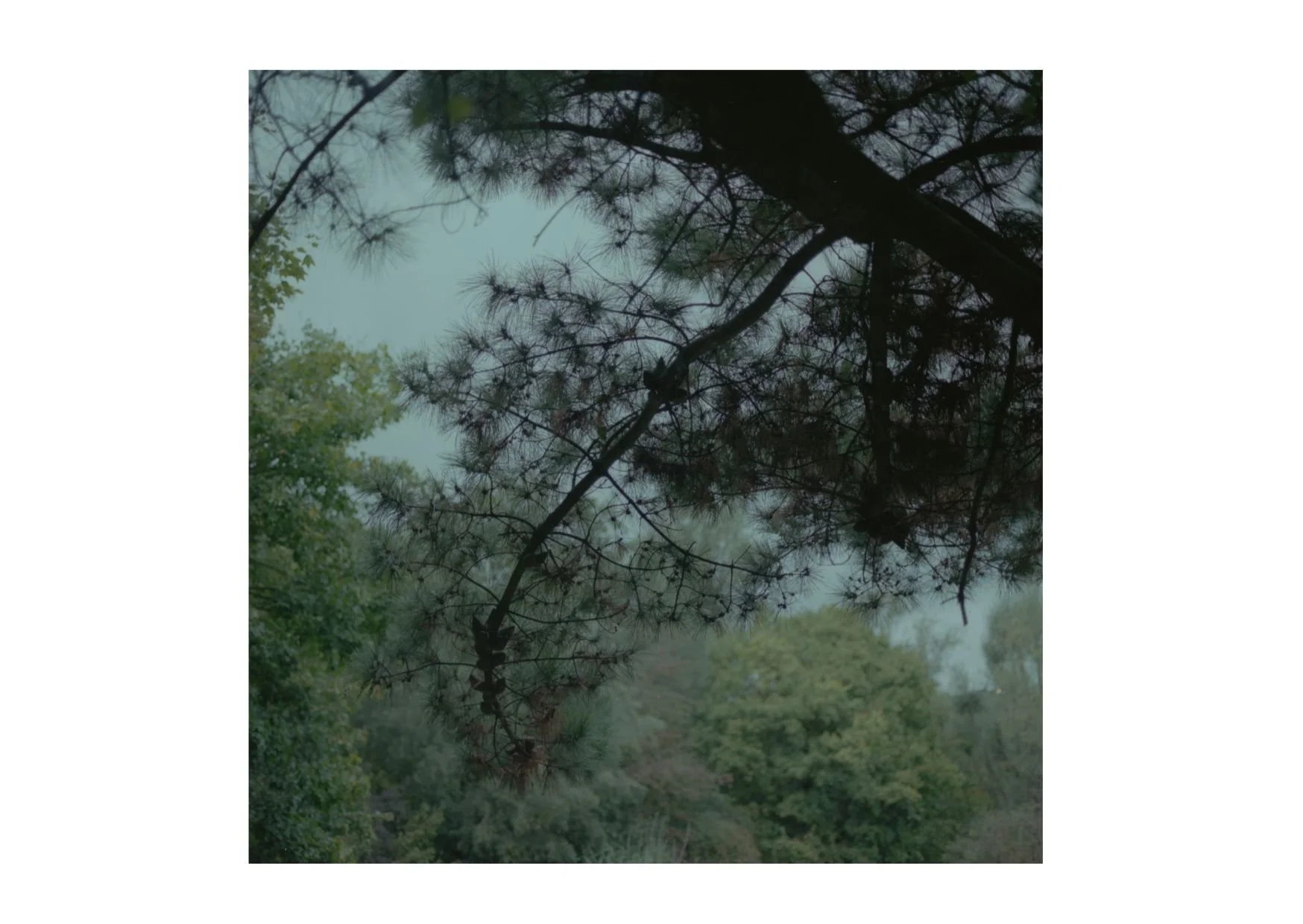 Untitled design-17.jpg