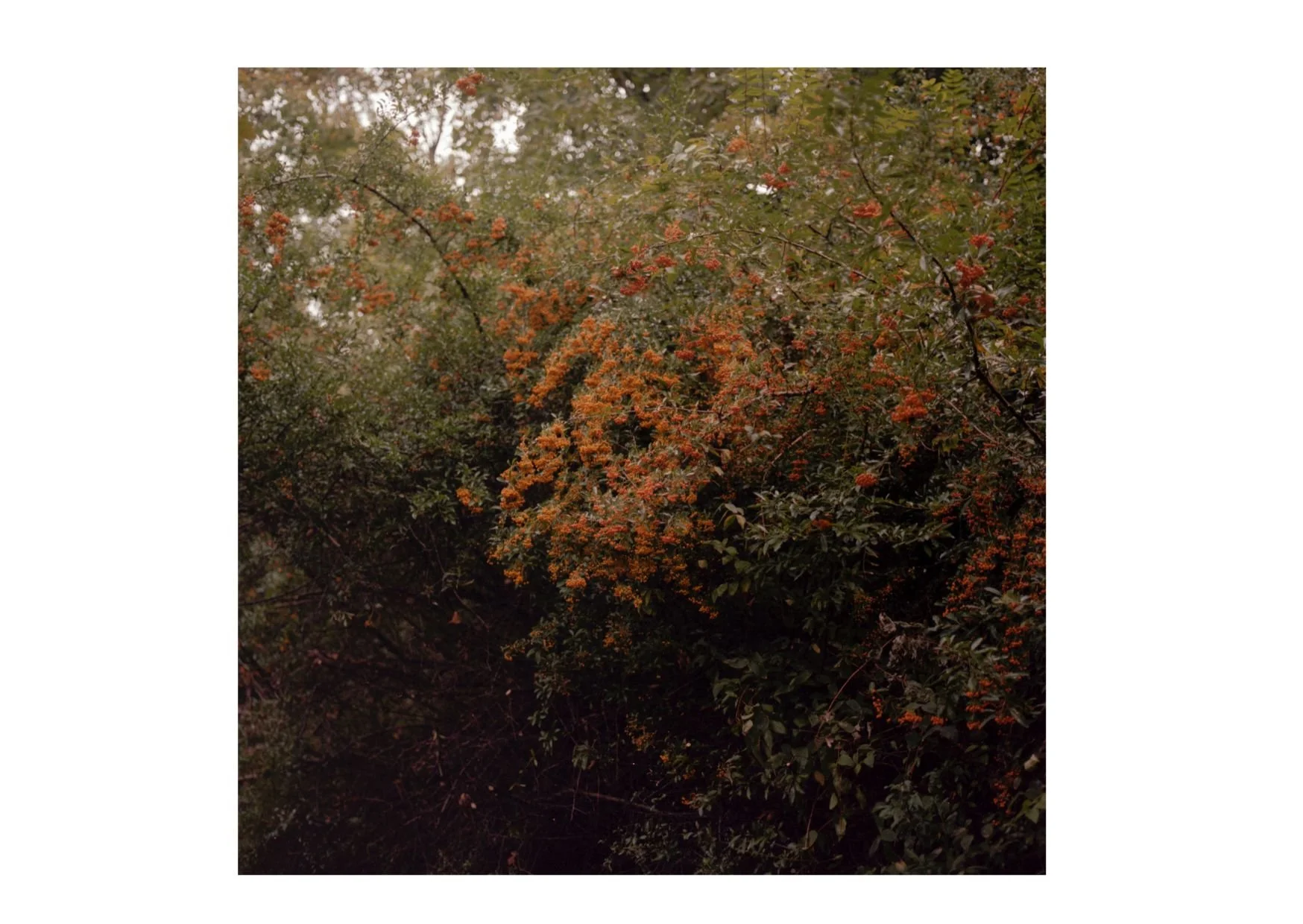 Untitled design-3.jpg