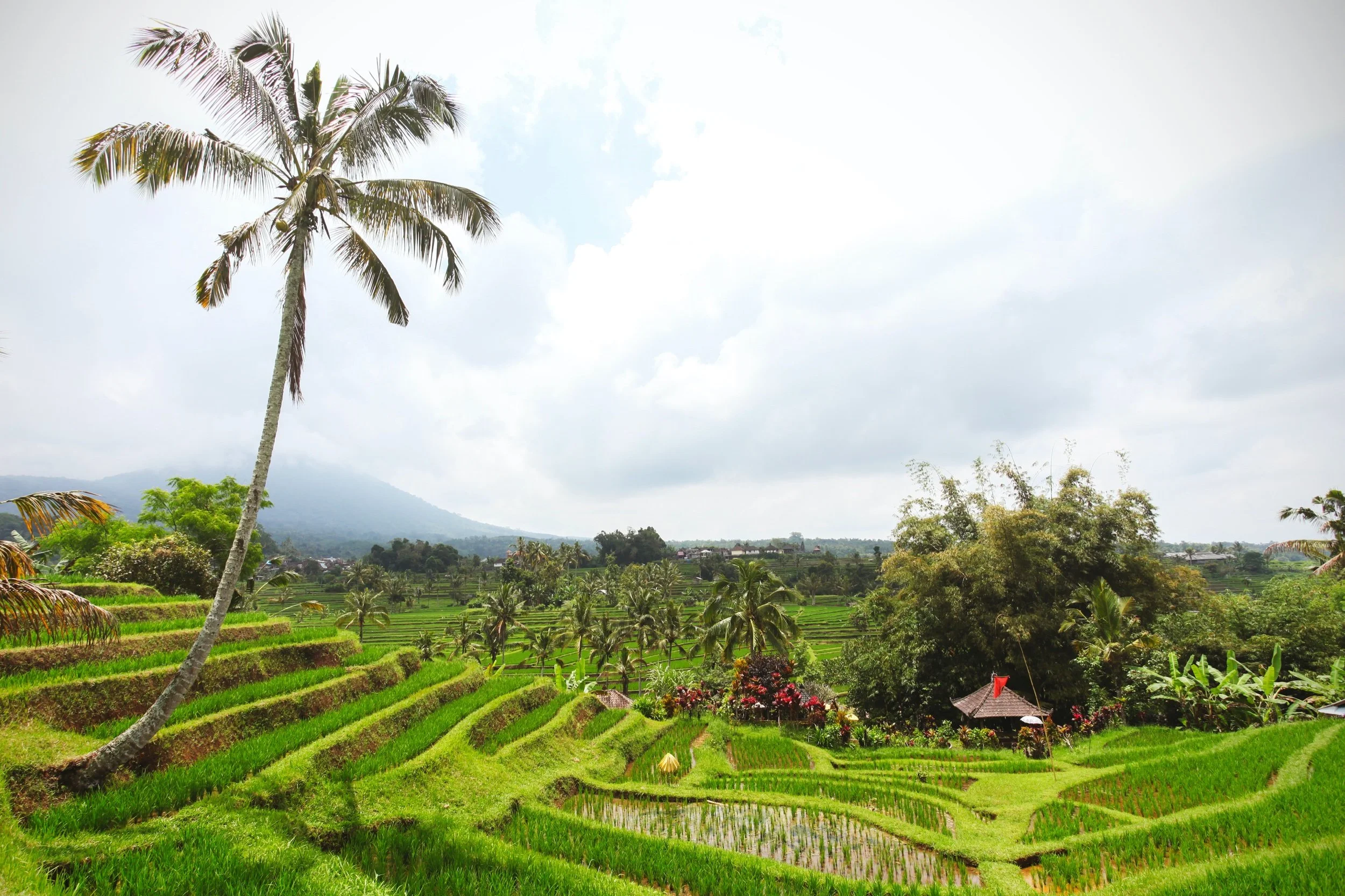 Maximizing the Potential of Dukuh Village, Bali, through Eco-Friendly Gebang Home Design