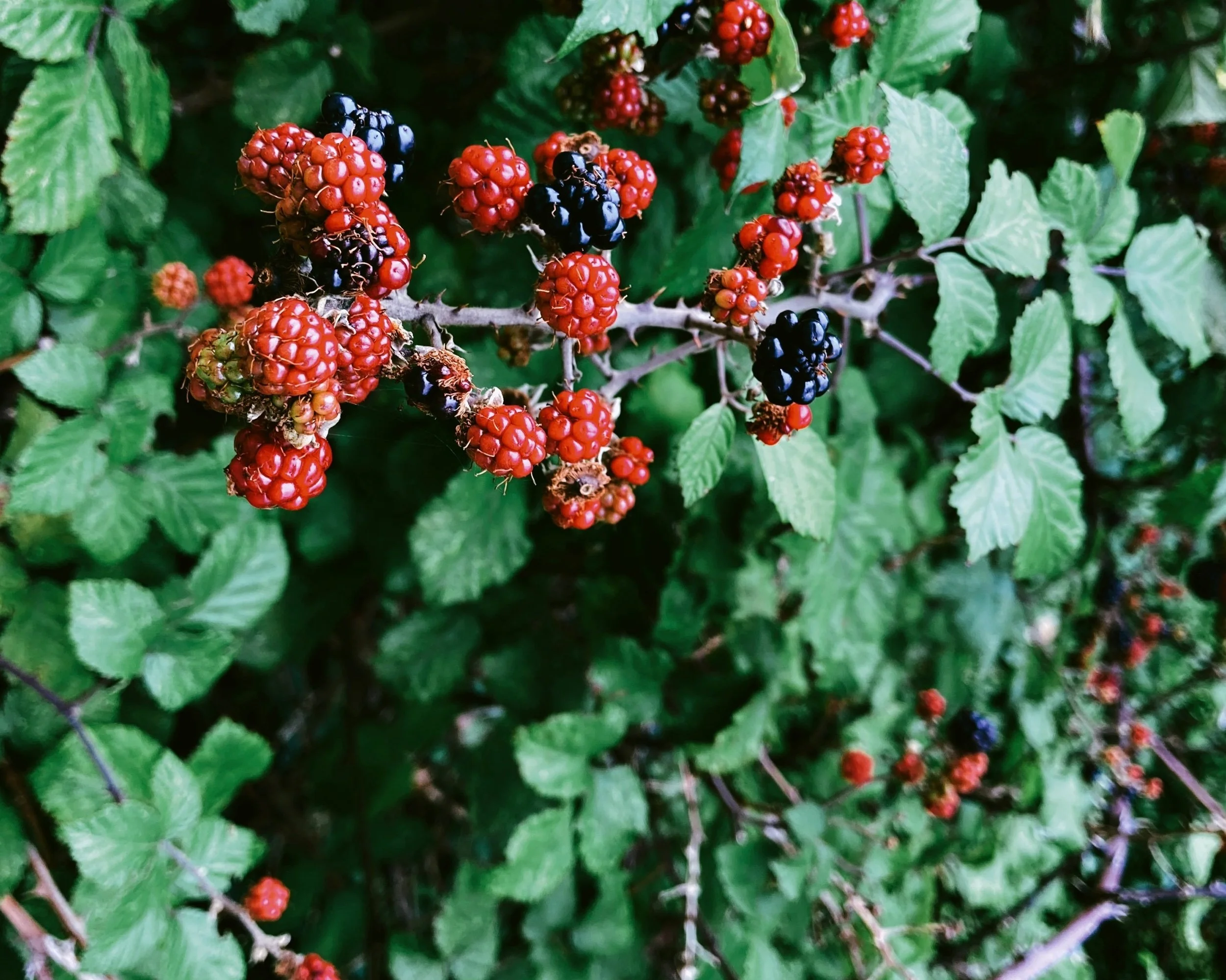 Sustainable food for everyone: food forest!