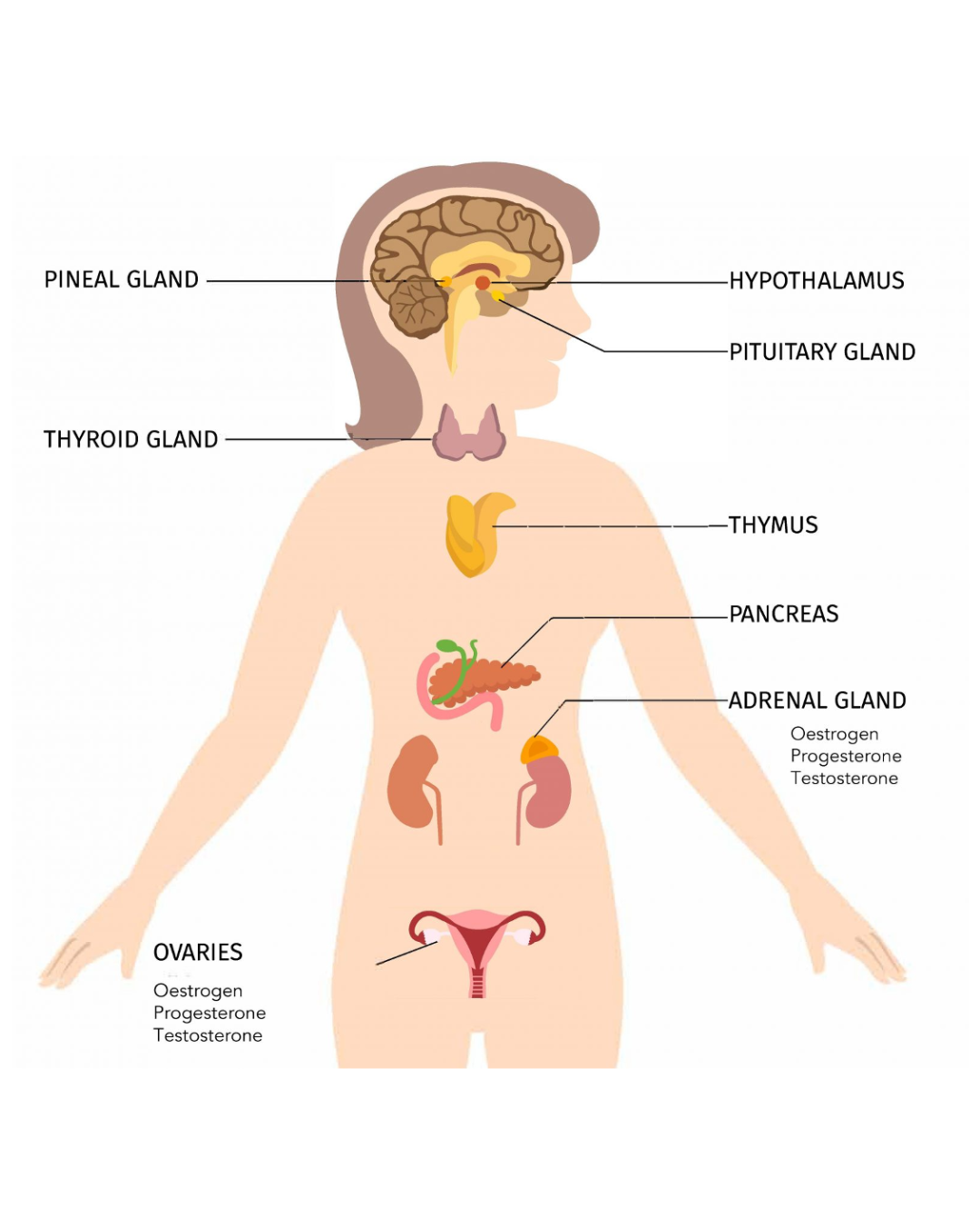 Hormone foods that help each phase of a women’s cycle.
