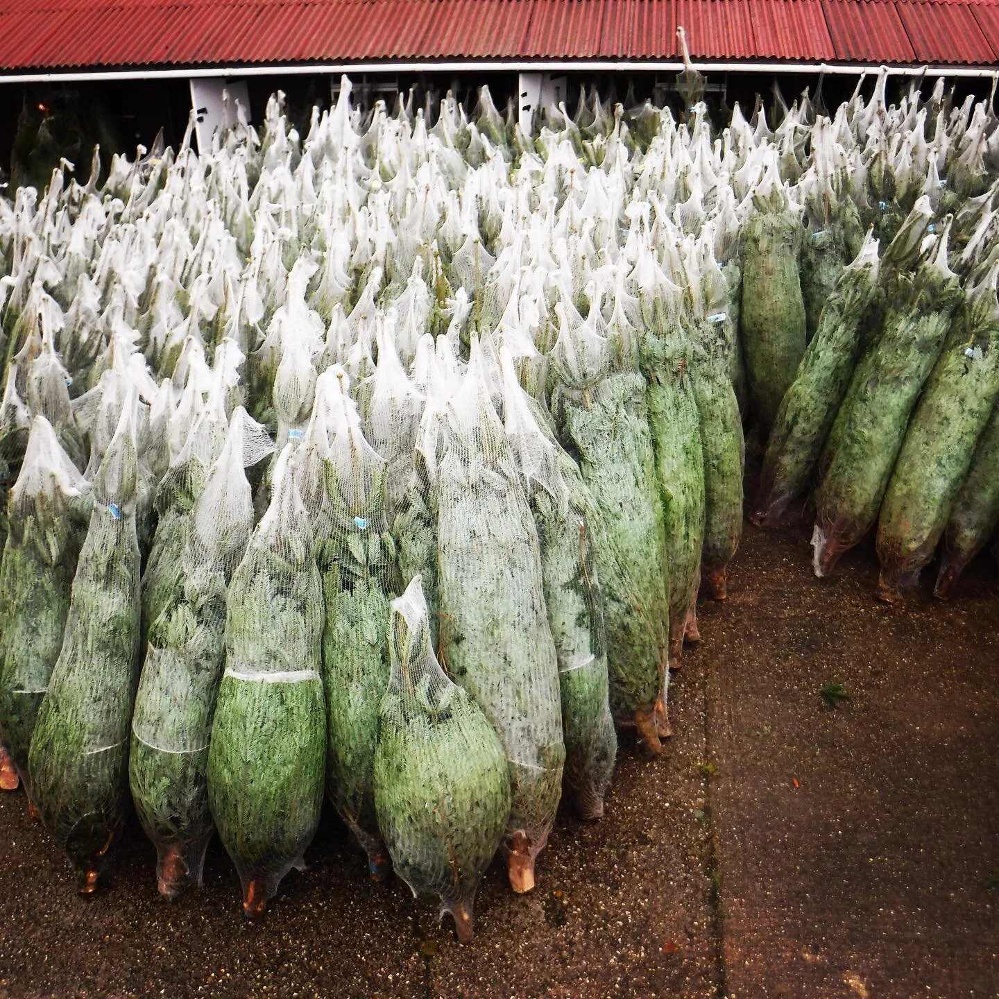 It’s nearly that time of year again! Make sure to come down to collect your perfect tree in time for the festive season!
How many 🌲 can you count?
#OlliesChristmasTrees #ChristmasTreesFleet  #ChristmasTrees #TisTheSeason
