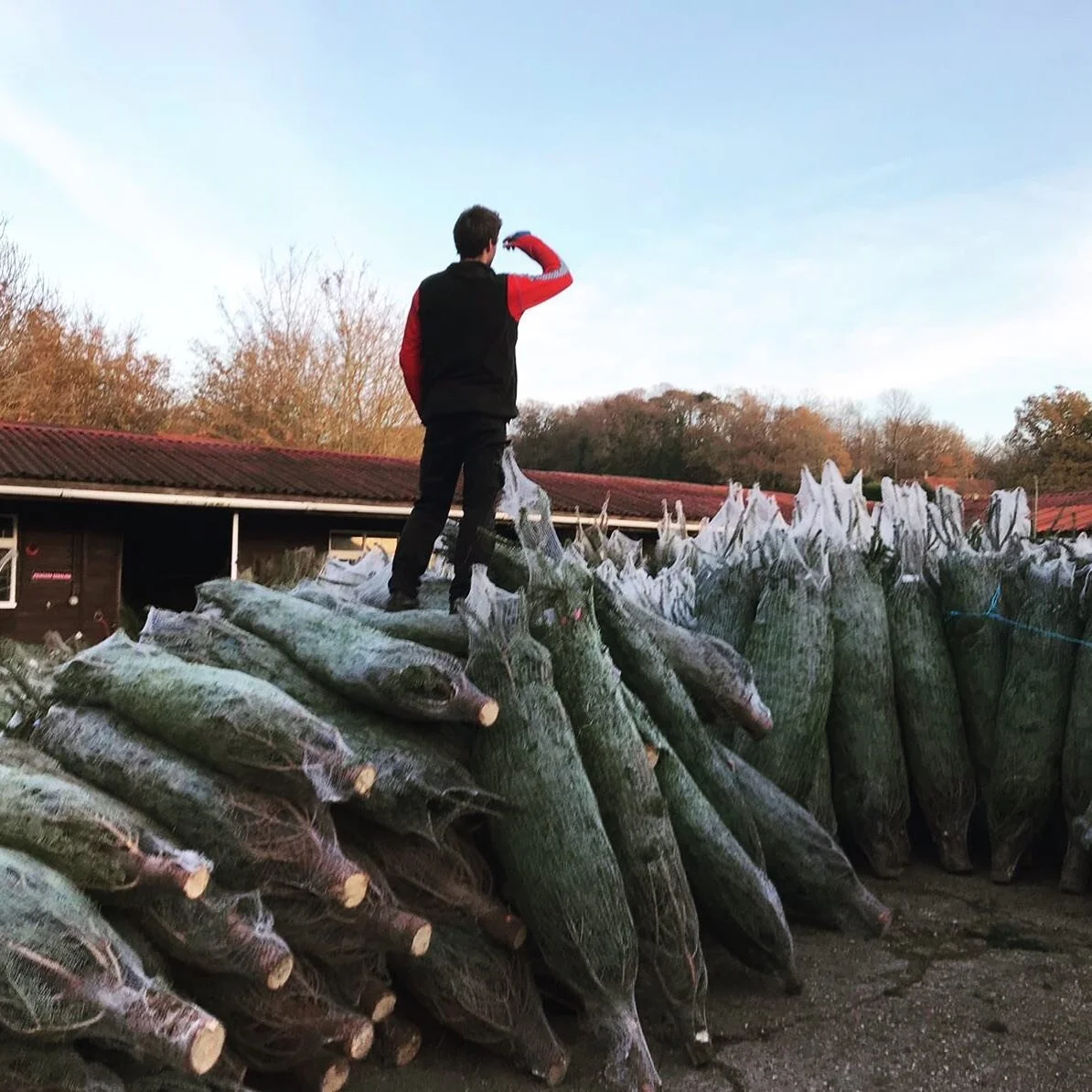 We’ve got a fresh order of 1,500 new trees for you to come and choose from this weekend. Open as usual, 7am-7pm!
#christmastrees #shoplocal