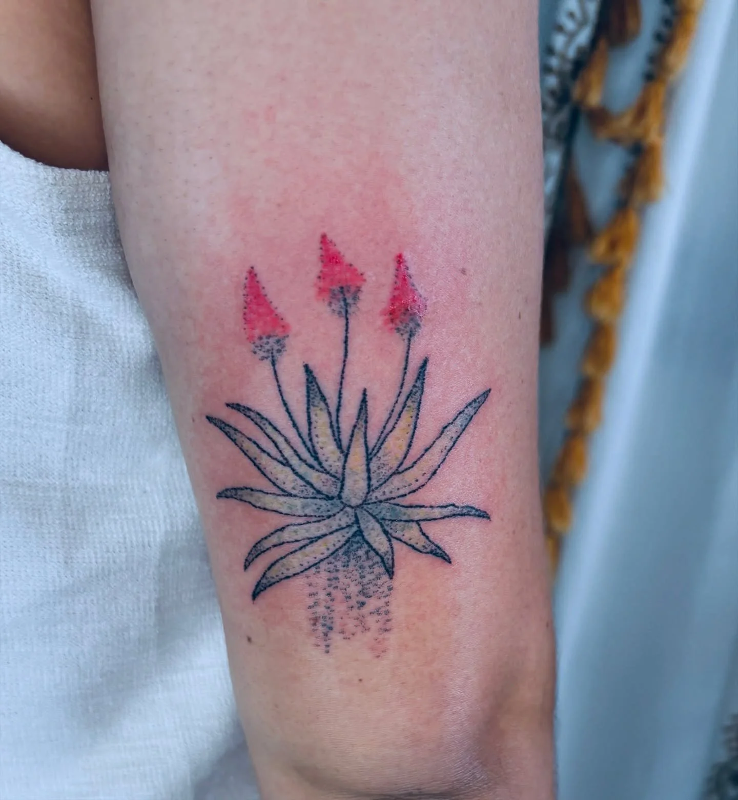 A super fun spiky plant for Suzanne! This particular aloe is abundant in South Africa where she hails from. Now she has a little bit of home! Thanks so much for the trust! 🙏💗

#handpoked #handpokedtattoo #delicatetattoo #aloetattoo #stickandpoke #s