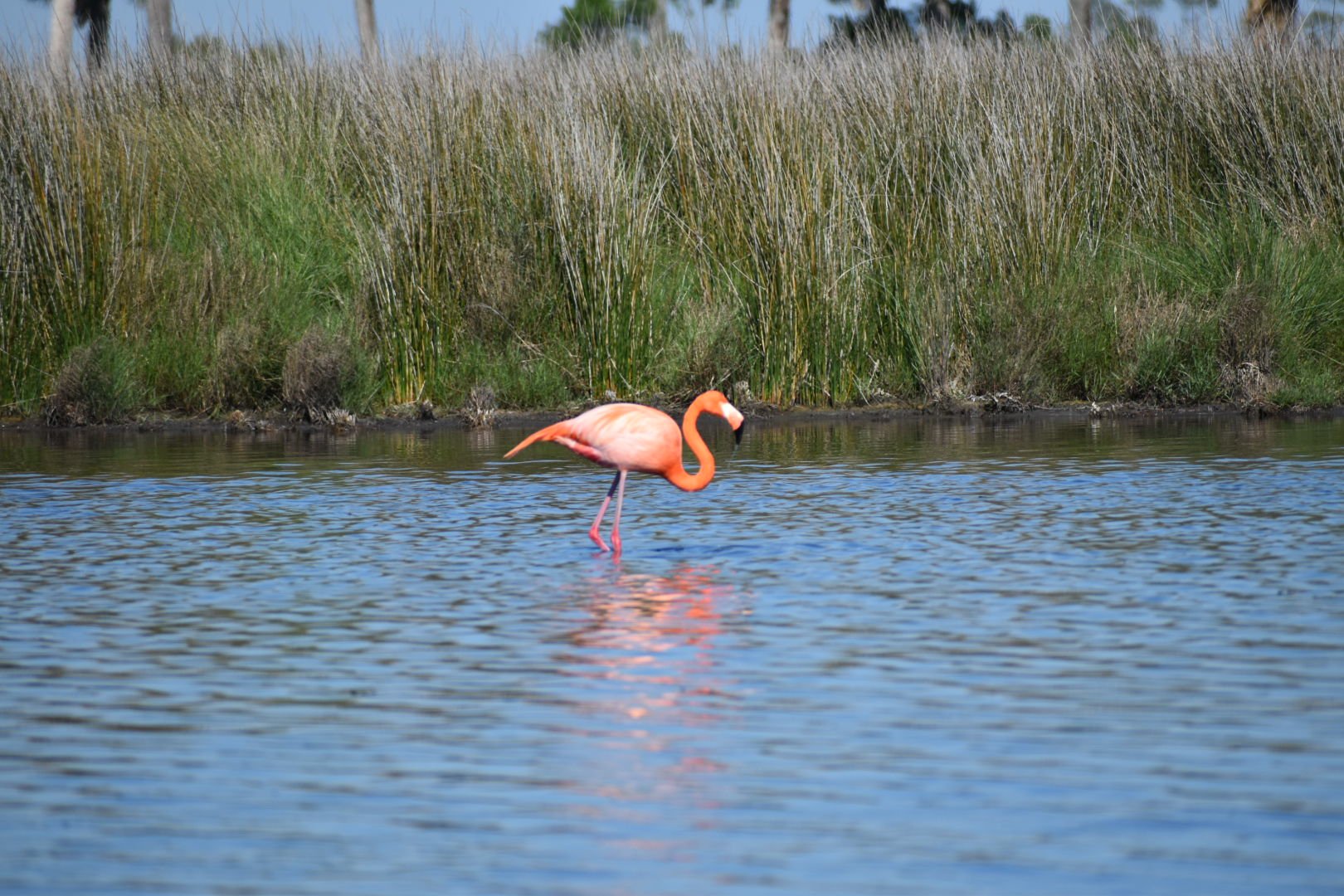 DSC_0145.JPG