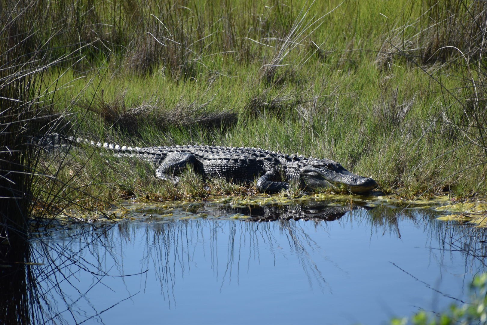 DSC_0164.JPG