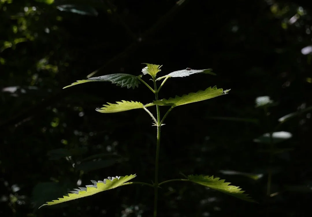 Doing Hope in Practice: A 6-Week Regeneration Journey