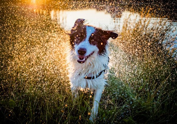 Doggie daycare-1.jpg