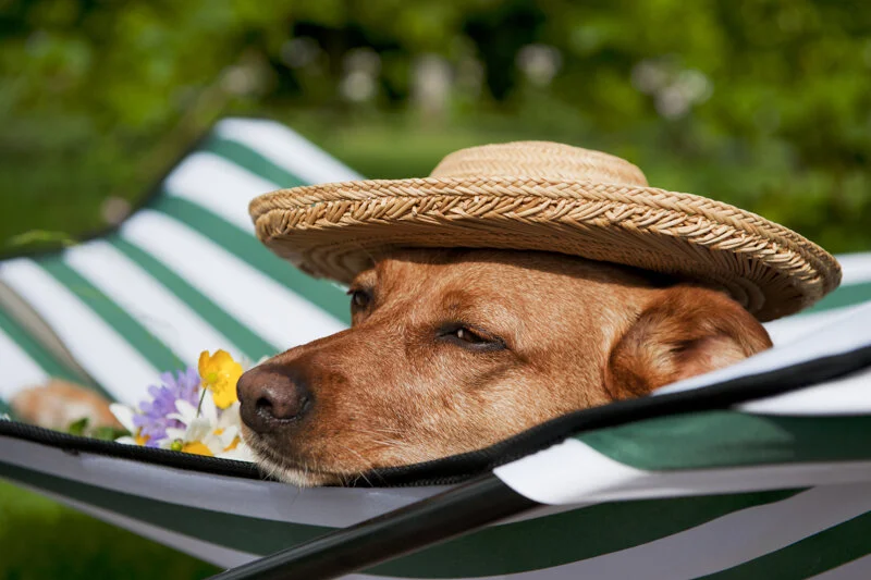 dog-boarding-london.jpg