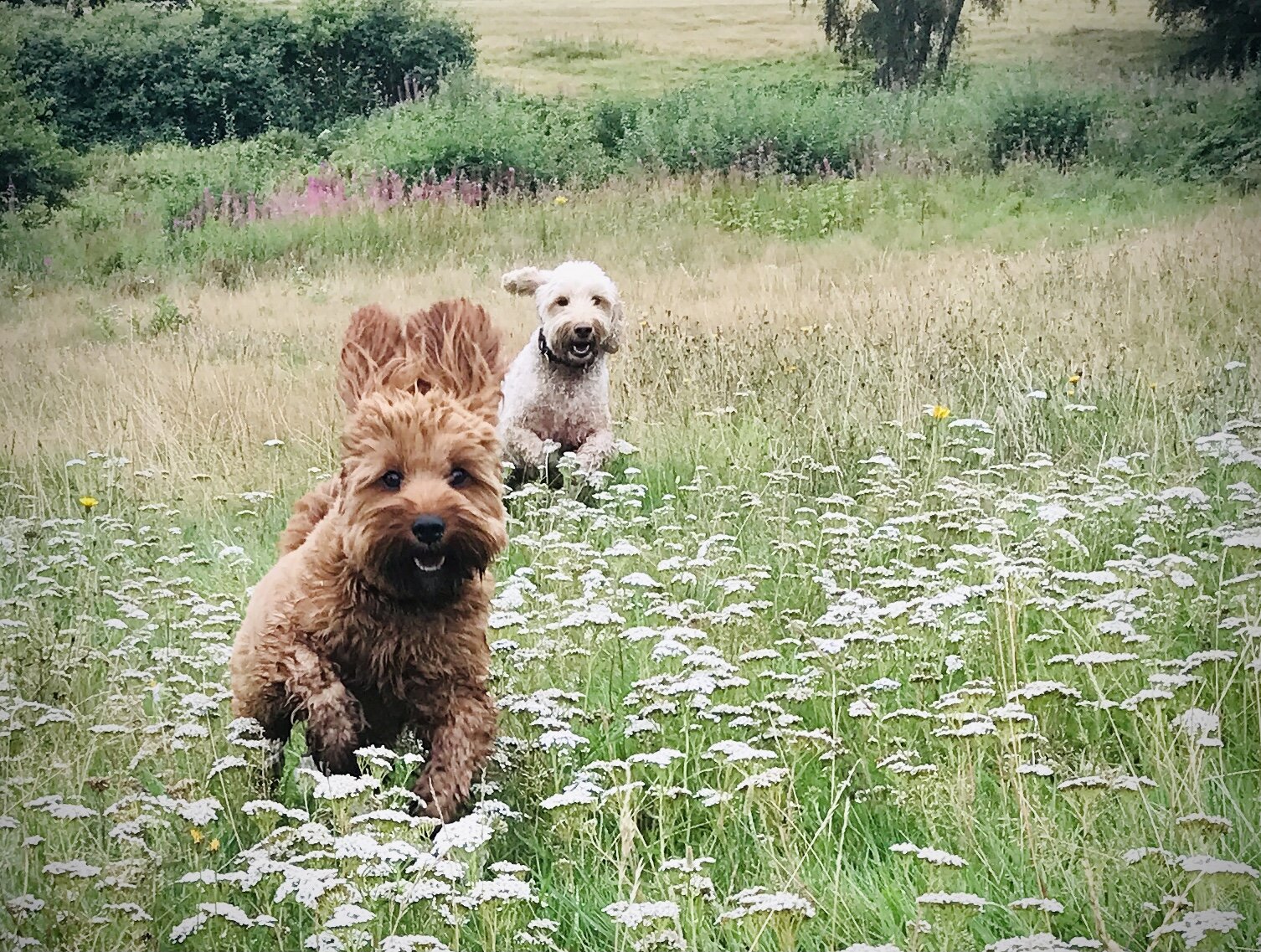 Morning Dog Walk 
