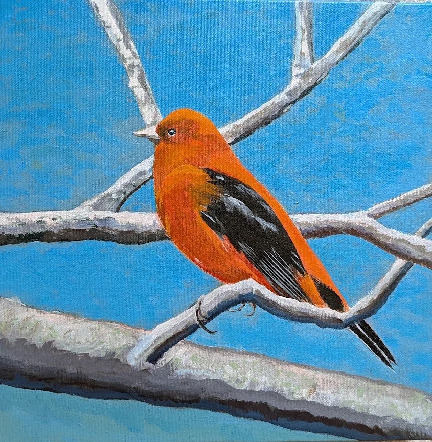 Scarlet Tanager, 12" x 12" Acrylic on Canvas