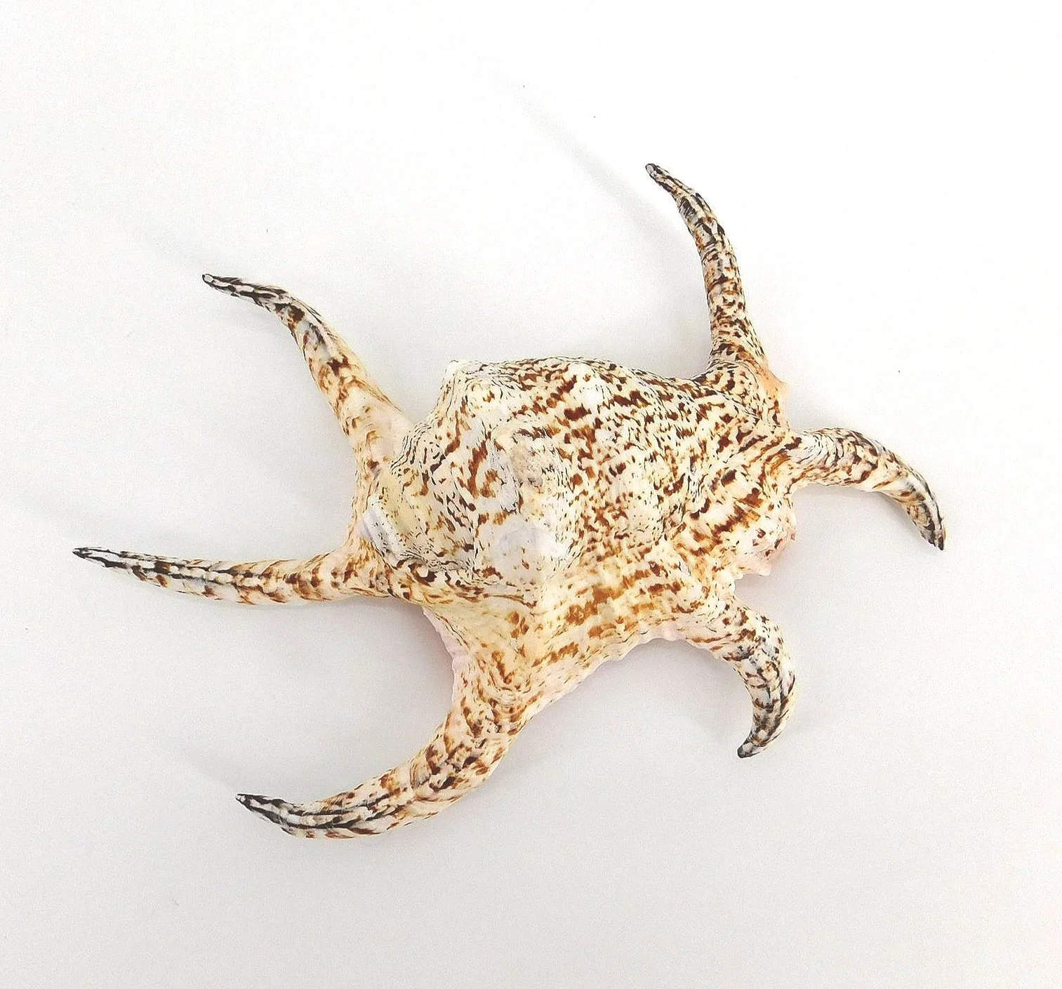 Coquillage Set Coulte Paris