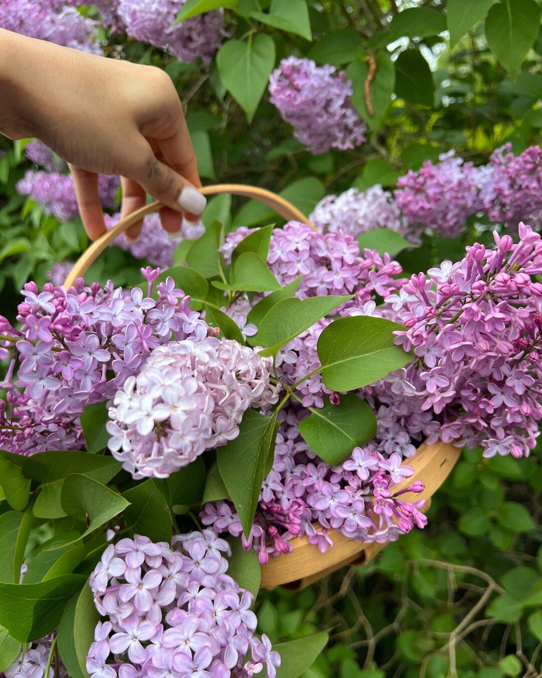 It's lilac season 🥰 Swipe for 3 ways to use lilacs in your cooking ➡️⁠
🟣 Lilac honey - great in baking or just to spread on scones or toast⁠
⁠
🟣 Lilac sugar - again a great one for baking, or use for a sugar rim for cocktails/mocktail glasses⁠
⁠
?