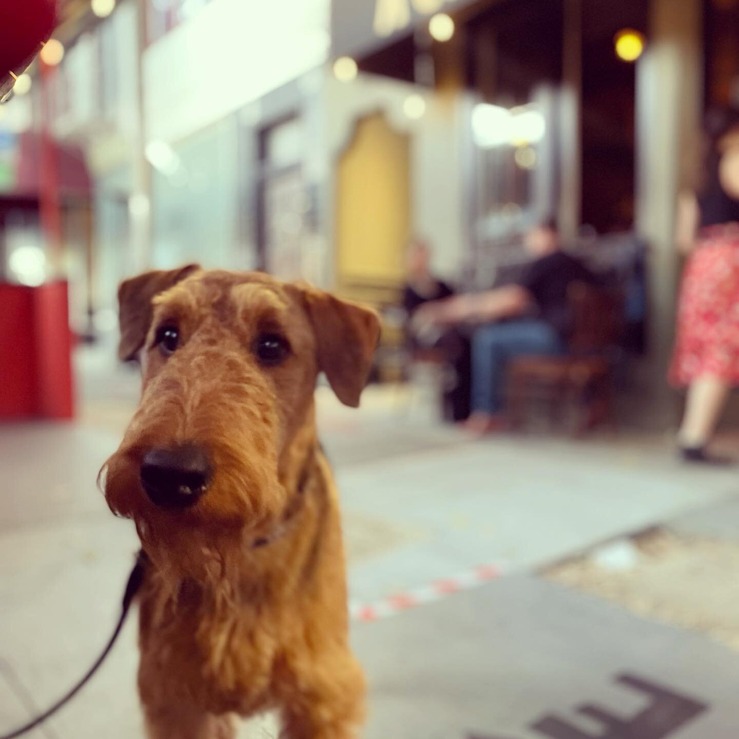 This handsome gentleman was offered the finest bowl of water and grain-free treats when he joined us on the parklet last weekend. Let us know in your reservation notes if your furry companion is joining you for dinner so we can make sure to seat you 