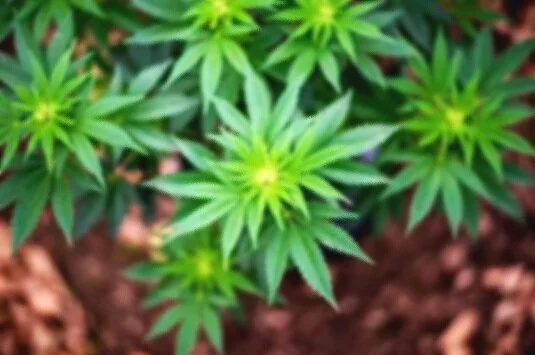 THC-+website+photo.jpg