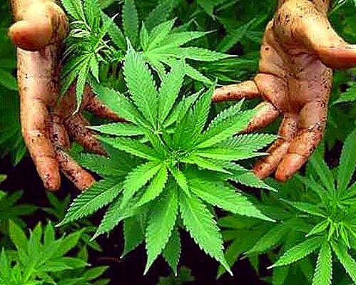 THC-+Website+%232.jpg