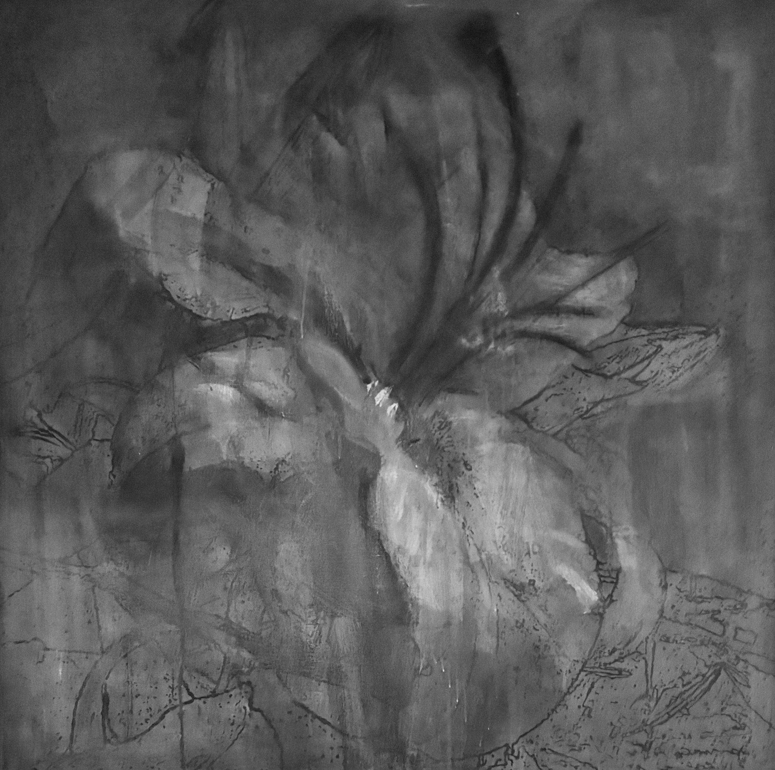 LILY, 2003 
Graphite on canvas, 51”x 51”