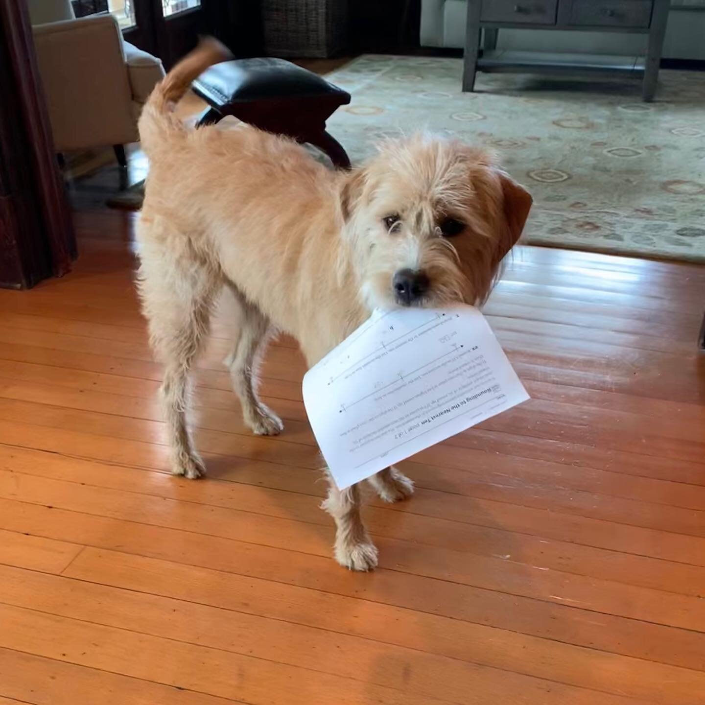 2020 home learning instructor for the Benson boys 🐾 

#dogteacher #thedogatemyhomework #athomelearning #pandemic2020 #poodlesofinstagram