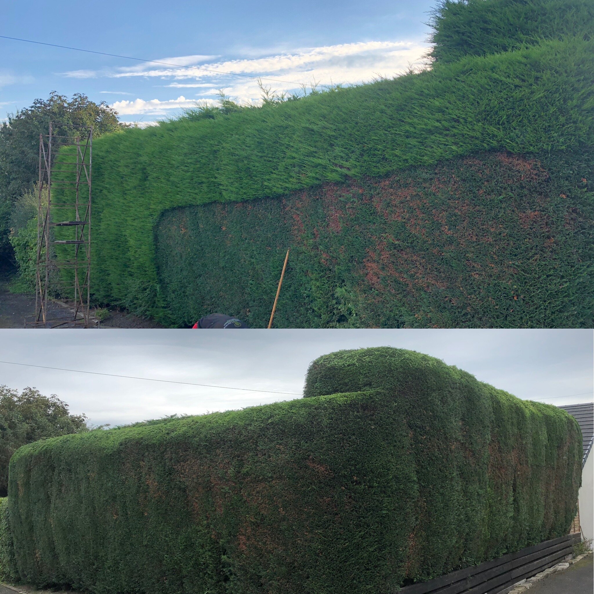 Hedge Maintenance — Specialist Tree Services – Watson Arboriculture ...