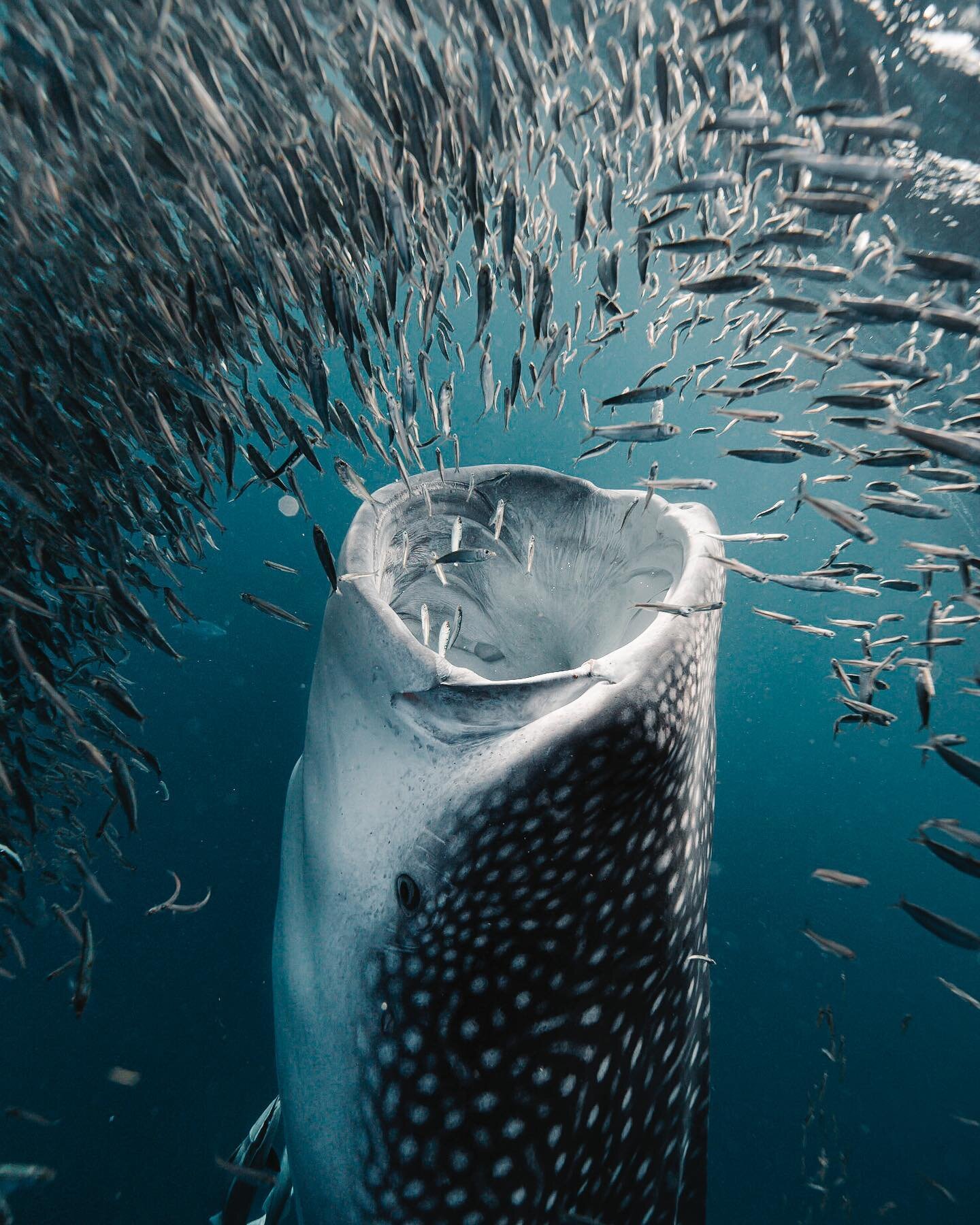 Whale sharks mouths can stretch to around 4 feet wide, you see I learned this the hard way a few years back when one swallowed my arm. Before I begin this story I must give you a general understanding of whale sharks. They are REALLY big, on average 