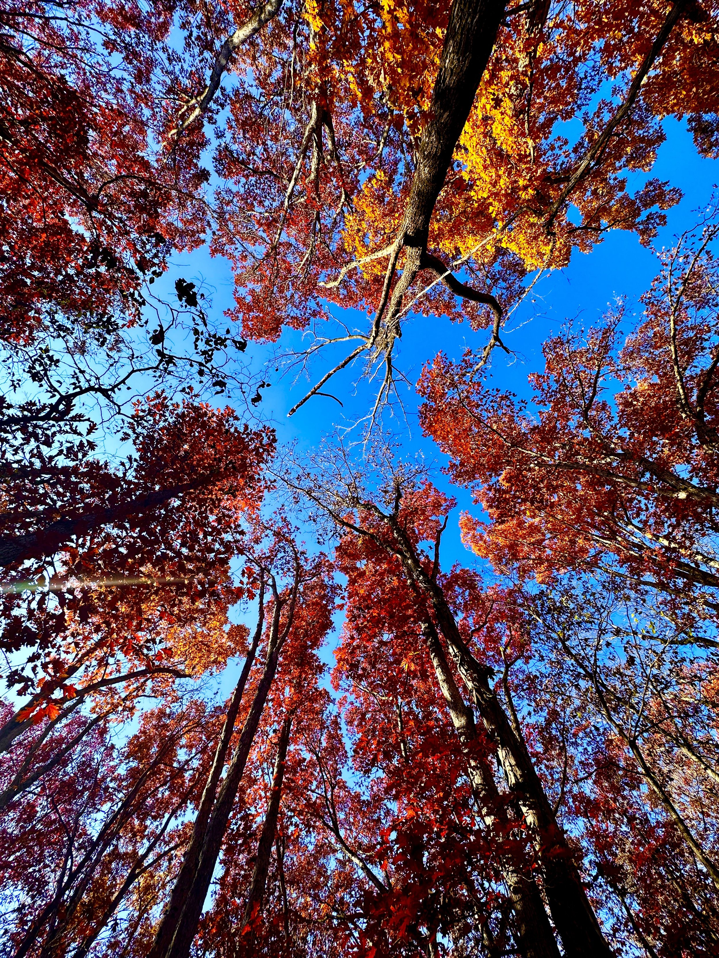 The fall colors above