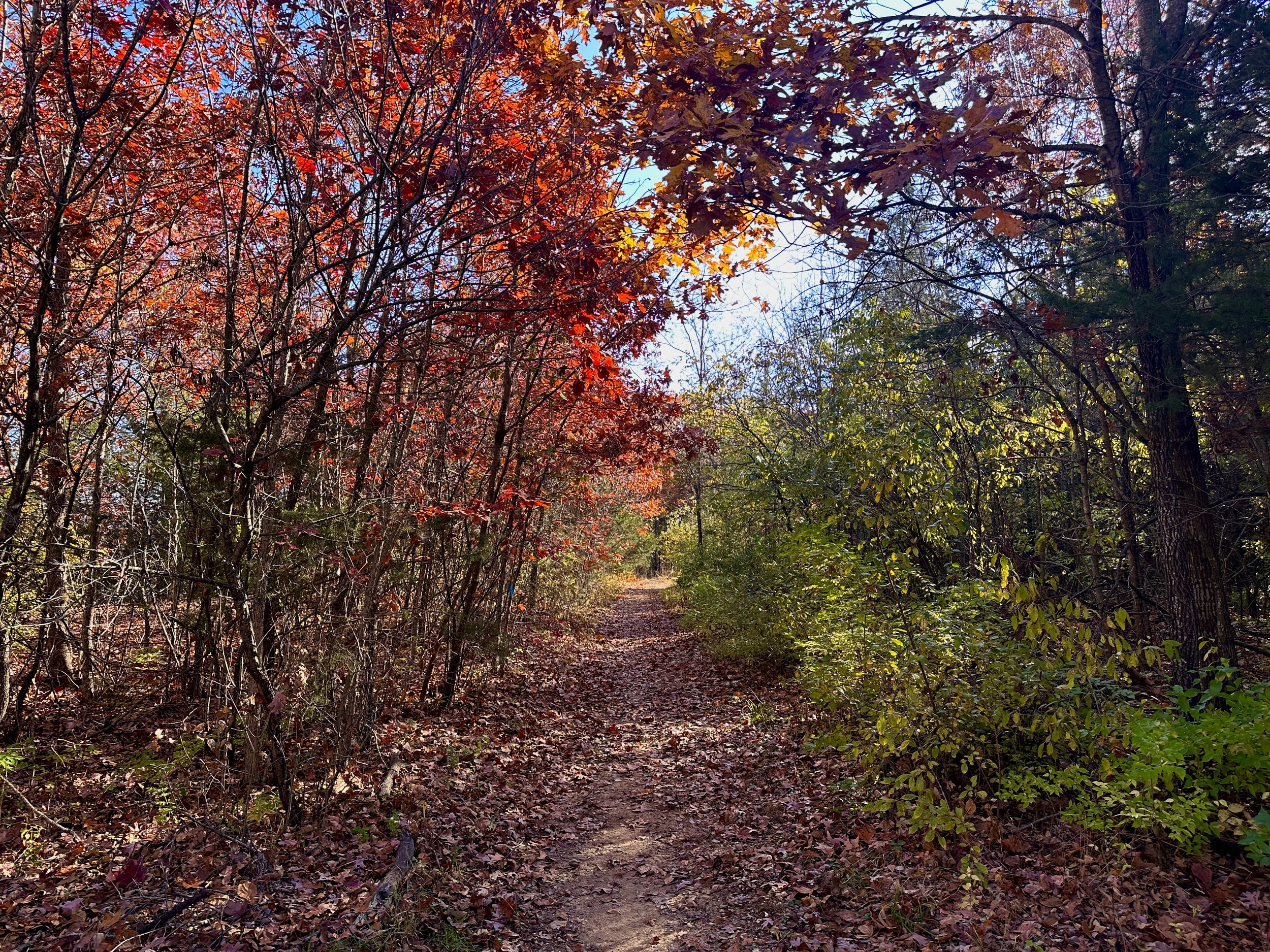 Fall colors along the trail