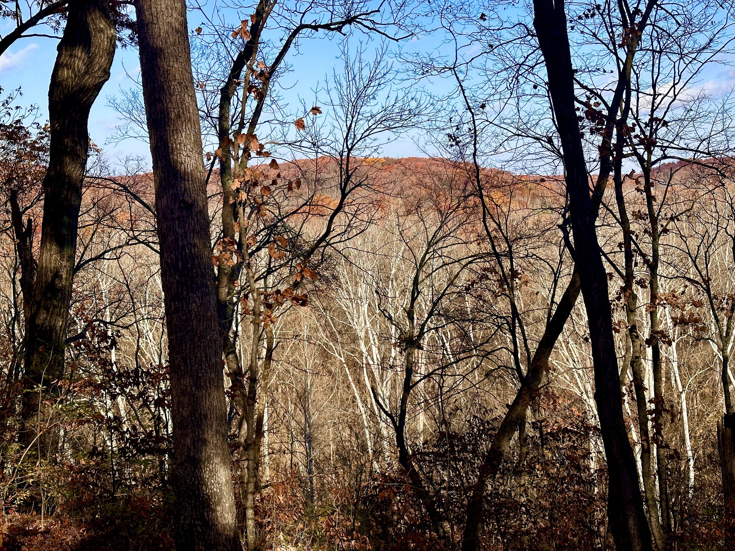 Sycamore Trees