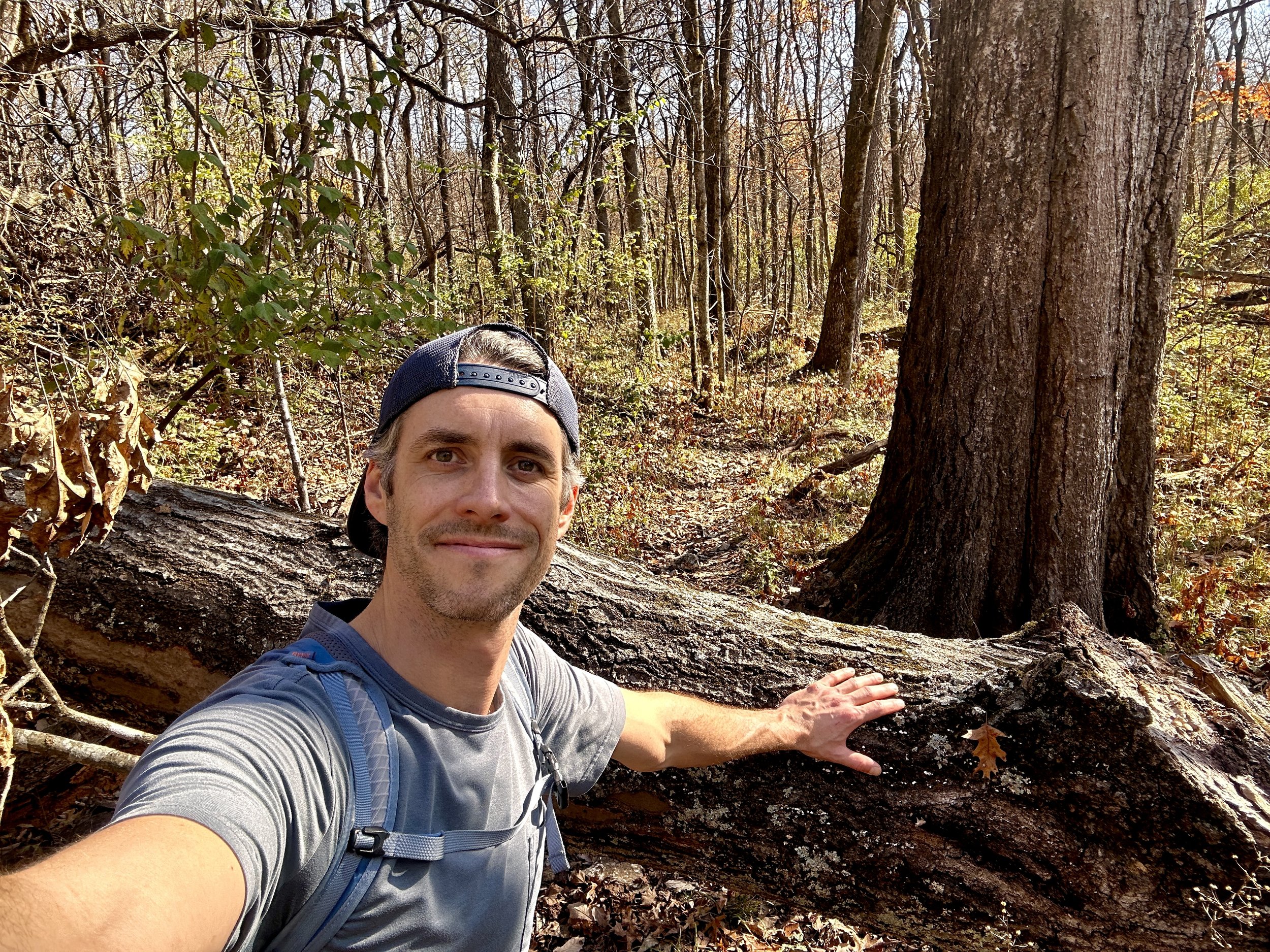 Downed log across the trail