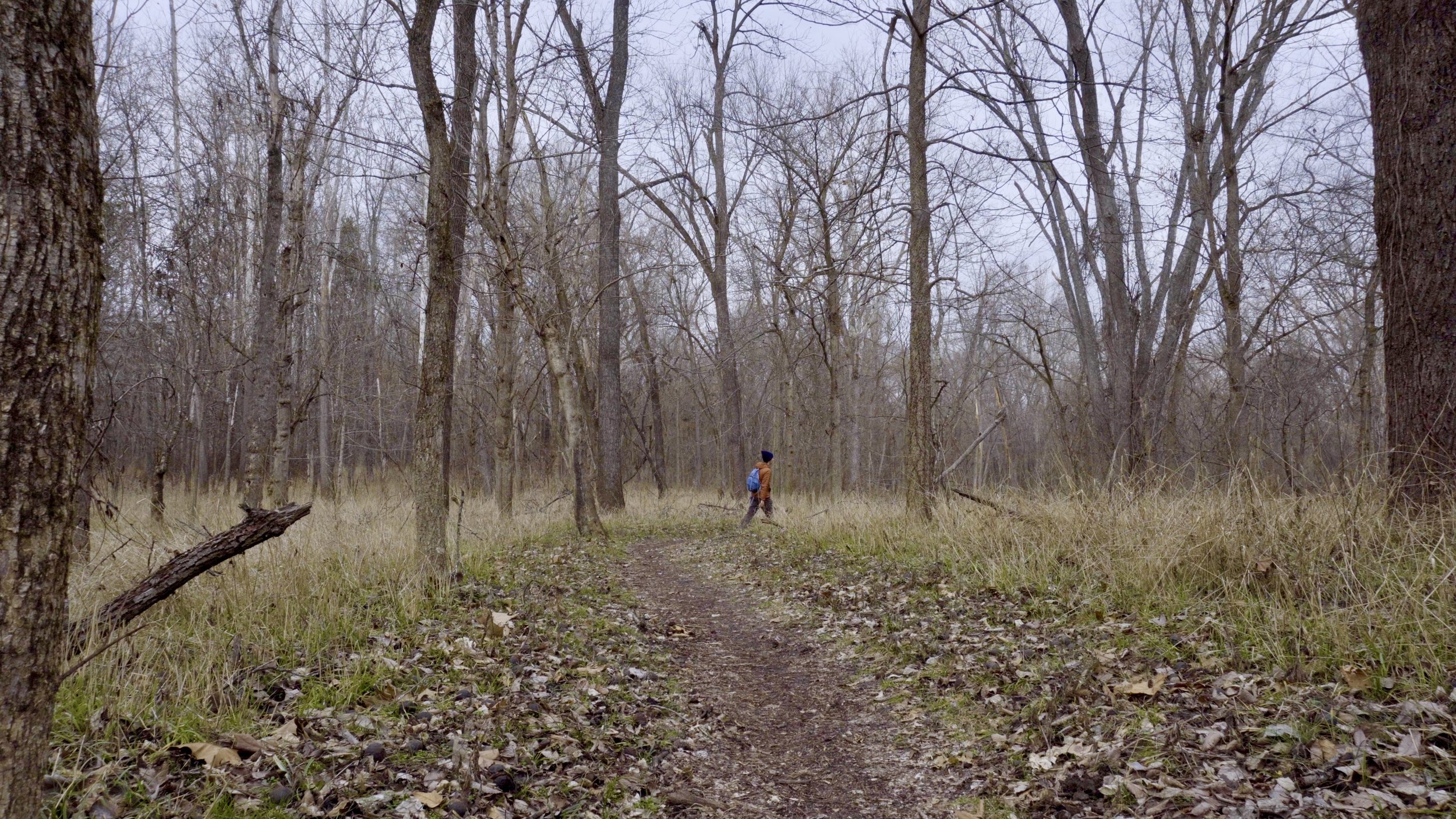 Into the Grassland