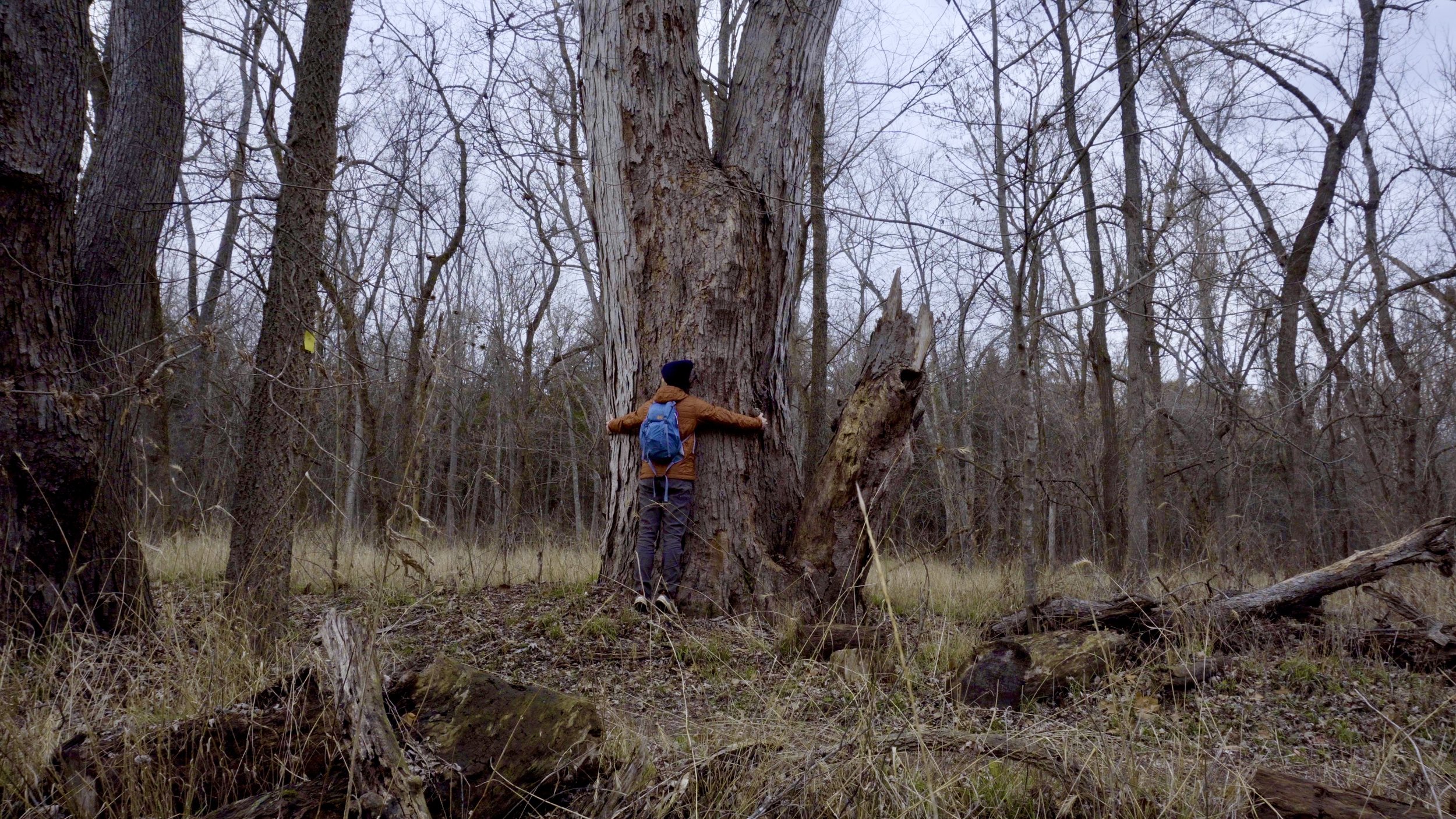 Tree along Little Bonne Femme Creek