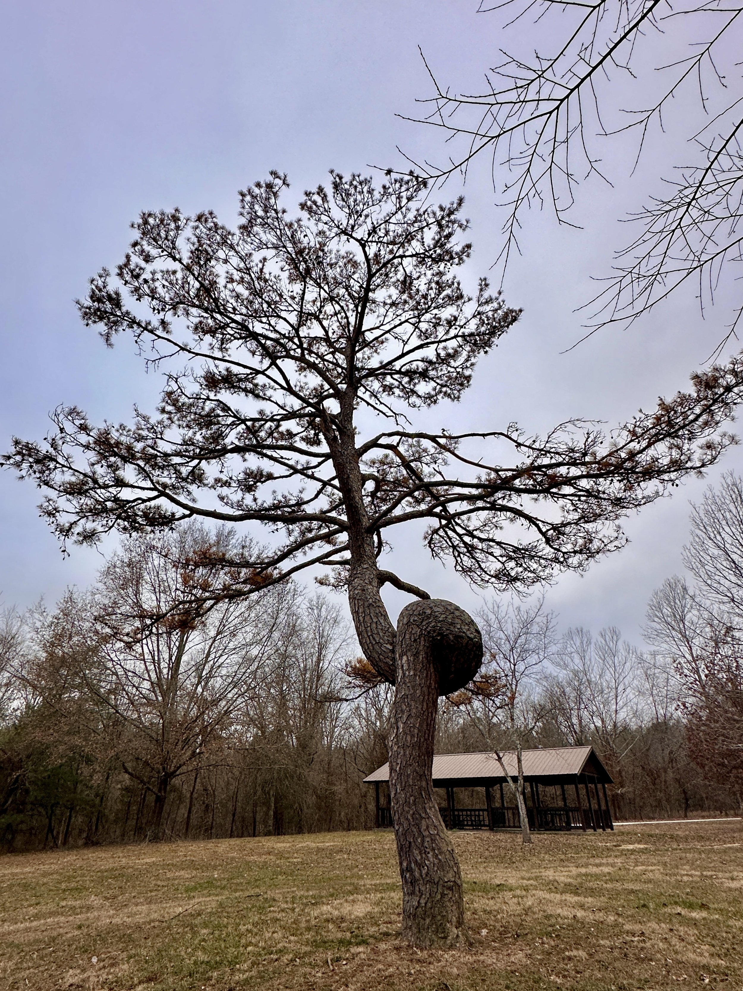 Knotted Tree