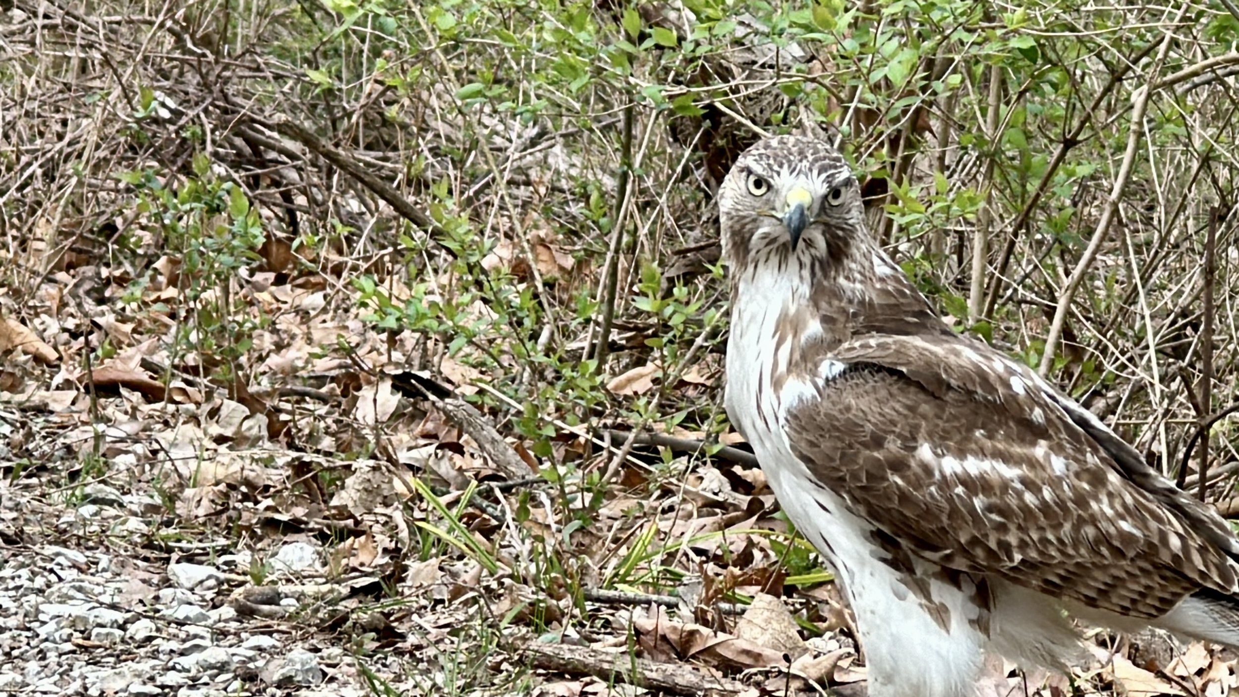 Red-Tailed Hawk