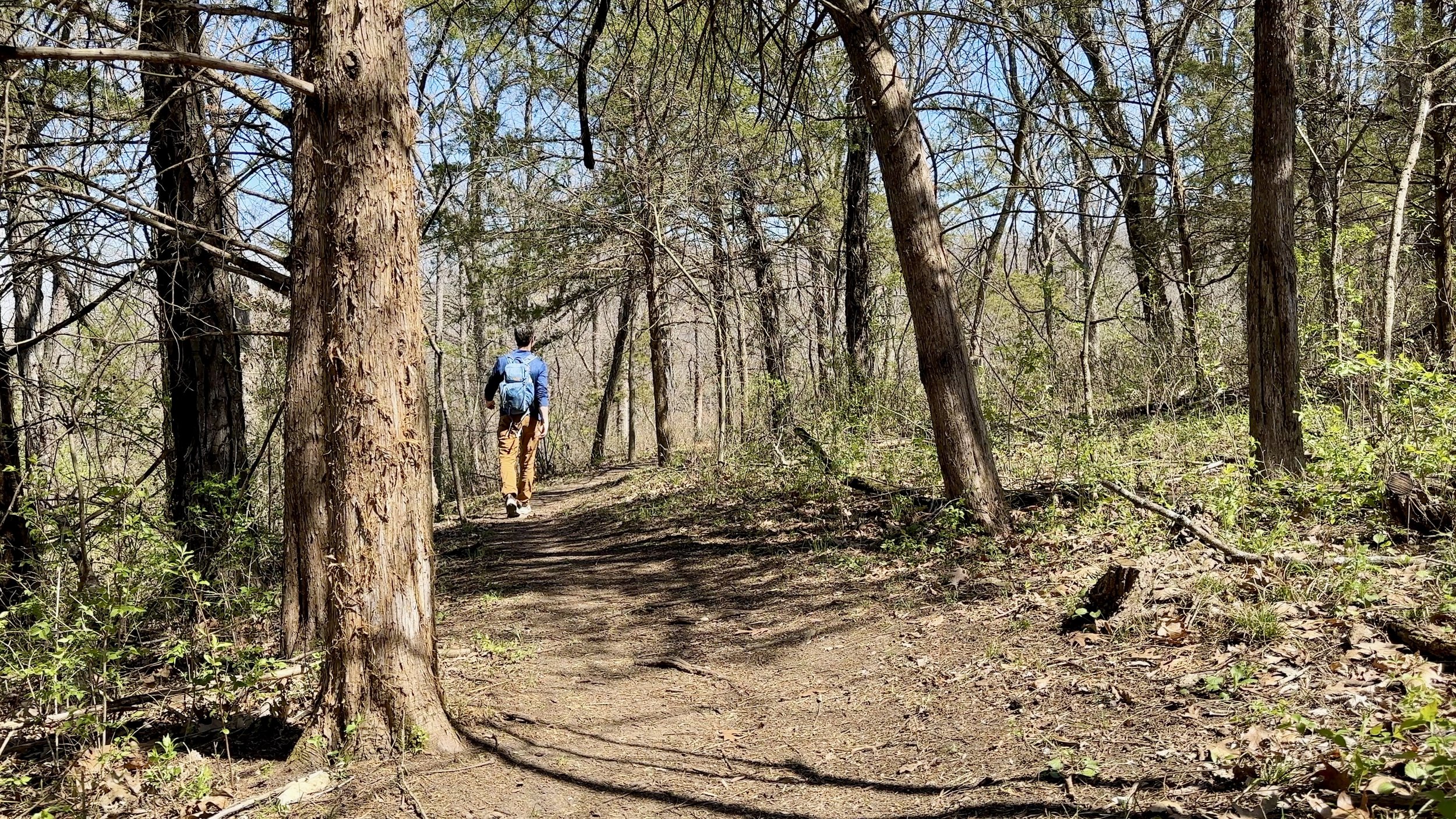 Through the Trees