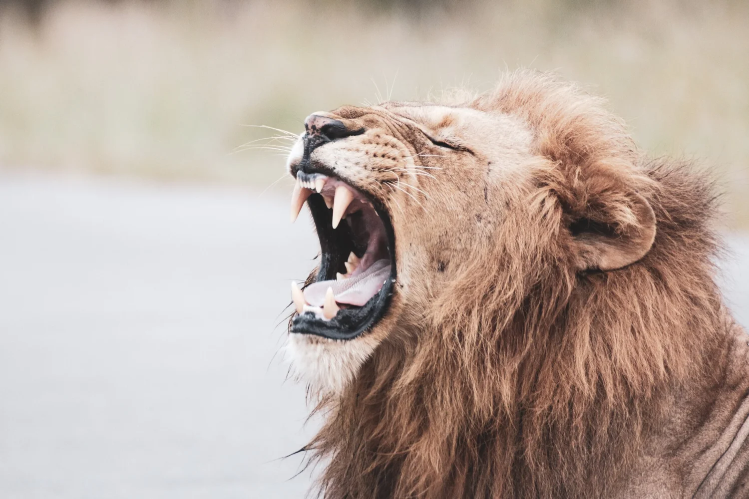 The Lion in Daniel's Den episode artwork