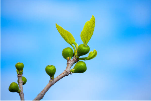The Fruitful Fig Tree episode artwork