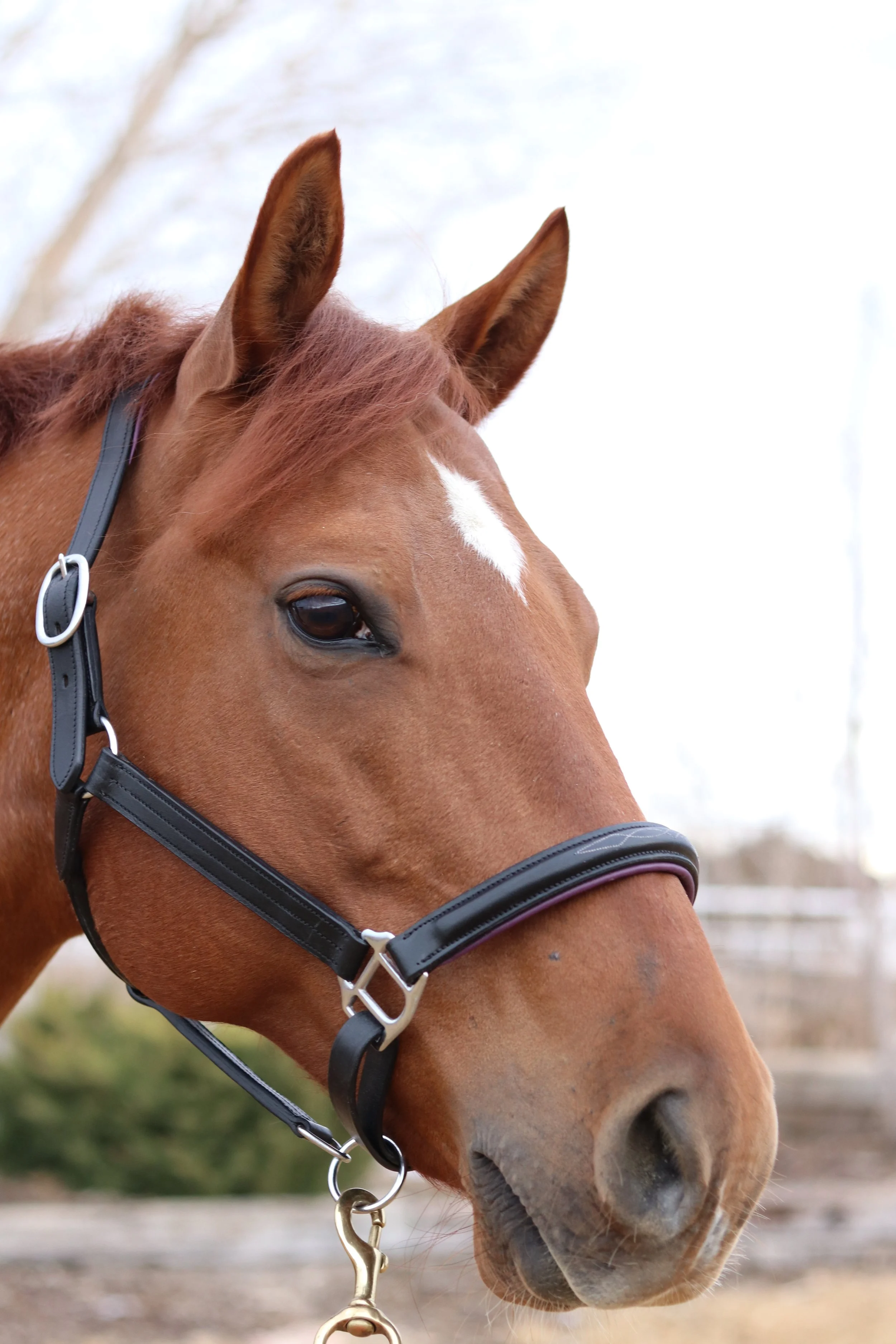 HB TACK "EBBE" HALTER - Available in different sizes