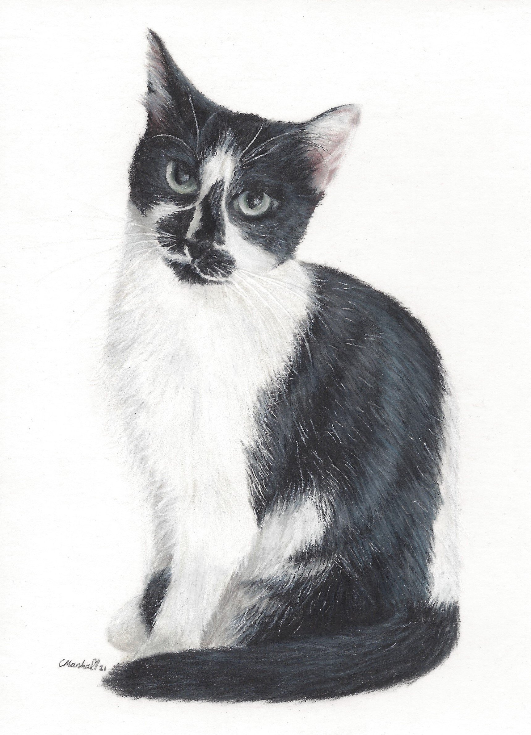 cat 2 final .jpg