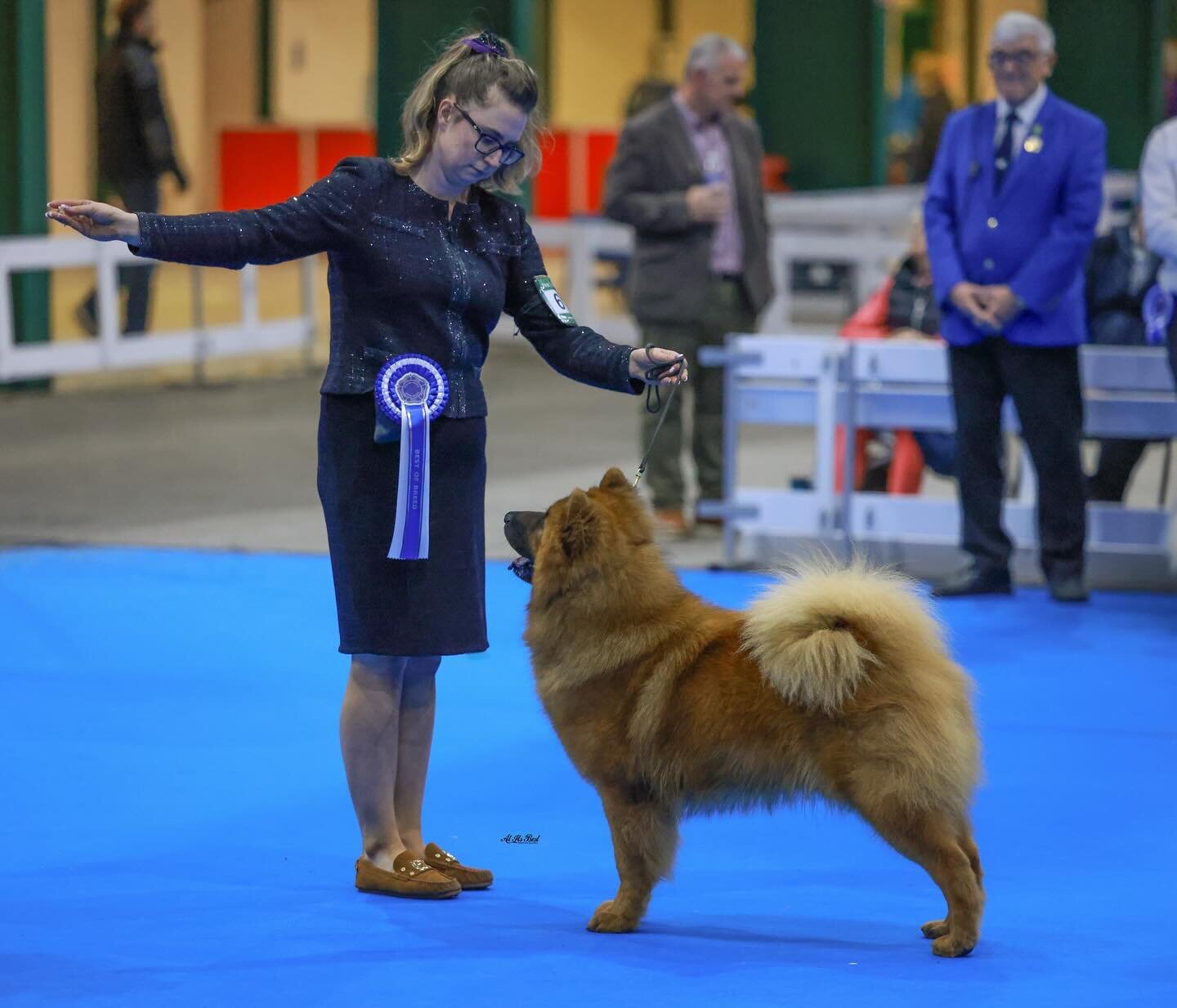 This dog! He is one in a million 🥰

Titan won his 15th Best of Breed on Sunday at Midland Counties Ch Show and later shortlisted to the final 7 in the Utility Group. Thank you to judges Gavin Robertson and Steve Hall for appreciating our boy. At 16 