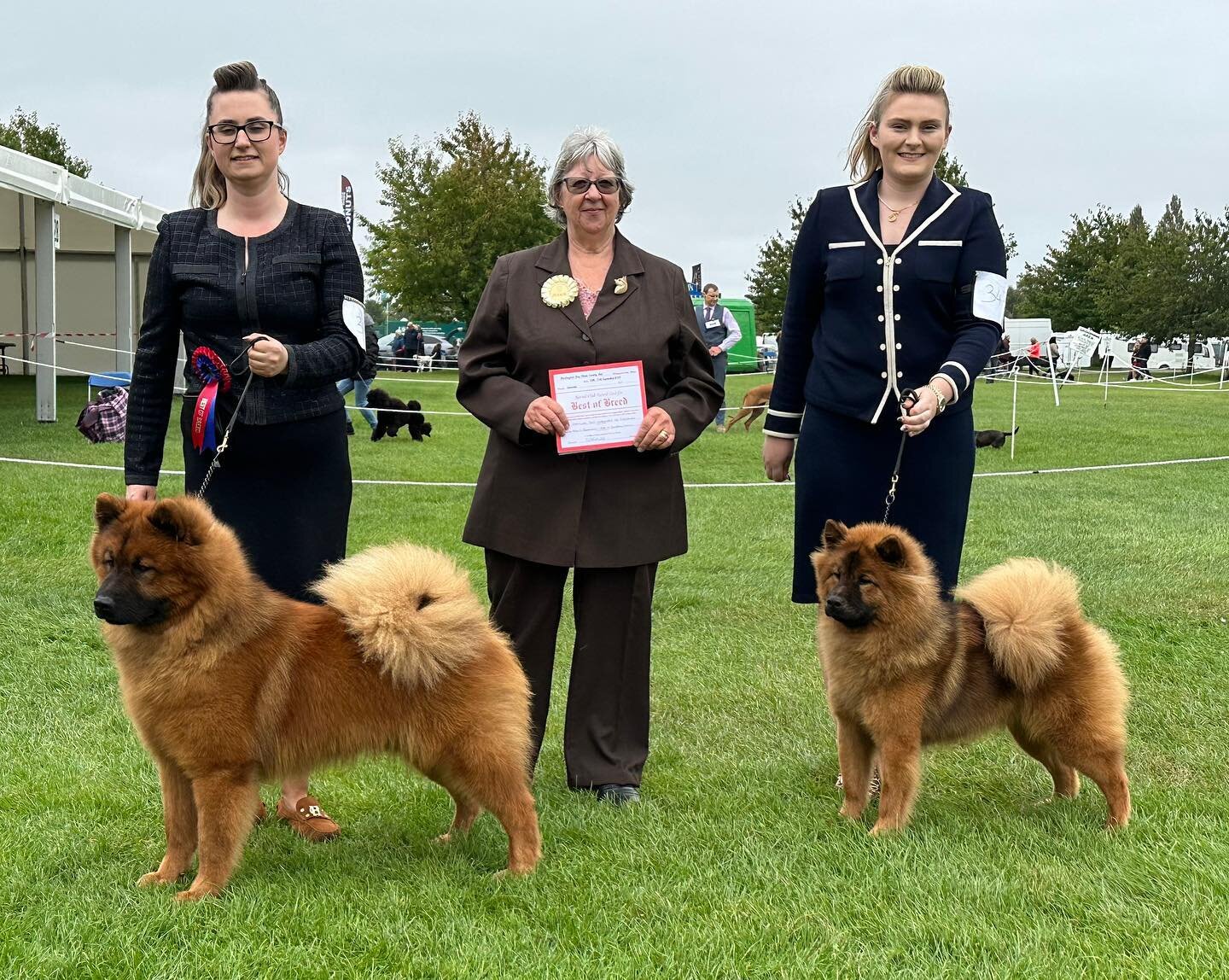 Floofs were victorious at Darlington Ch Show today with Titan winning Best Male &amp; BEST OF BREED #11 and Mo&euml;t wins Best Female #9 &amp; Best Opposite 

Thank you to Shelley Franks for appreciating them both!

#vormund_kennel @vormund_kennel @