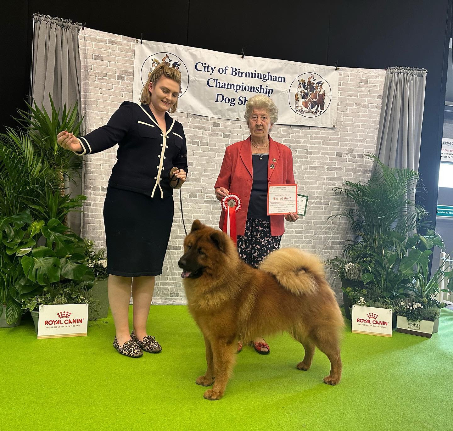 Oh Titan!!!!

Best of Breed #9 in some fine company at City of Birmingham Ch show from spitz specialist, Mrs Sheila Jakeman (Tanlap). Thank you for appreciating our boy! 

He made it to the final 8 in the Utility group from judge Mr Albert Wight and 