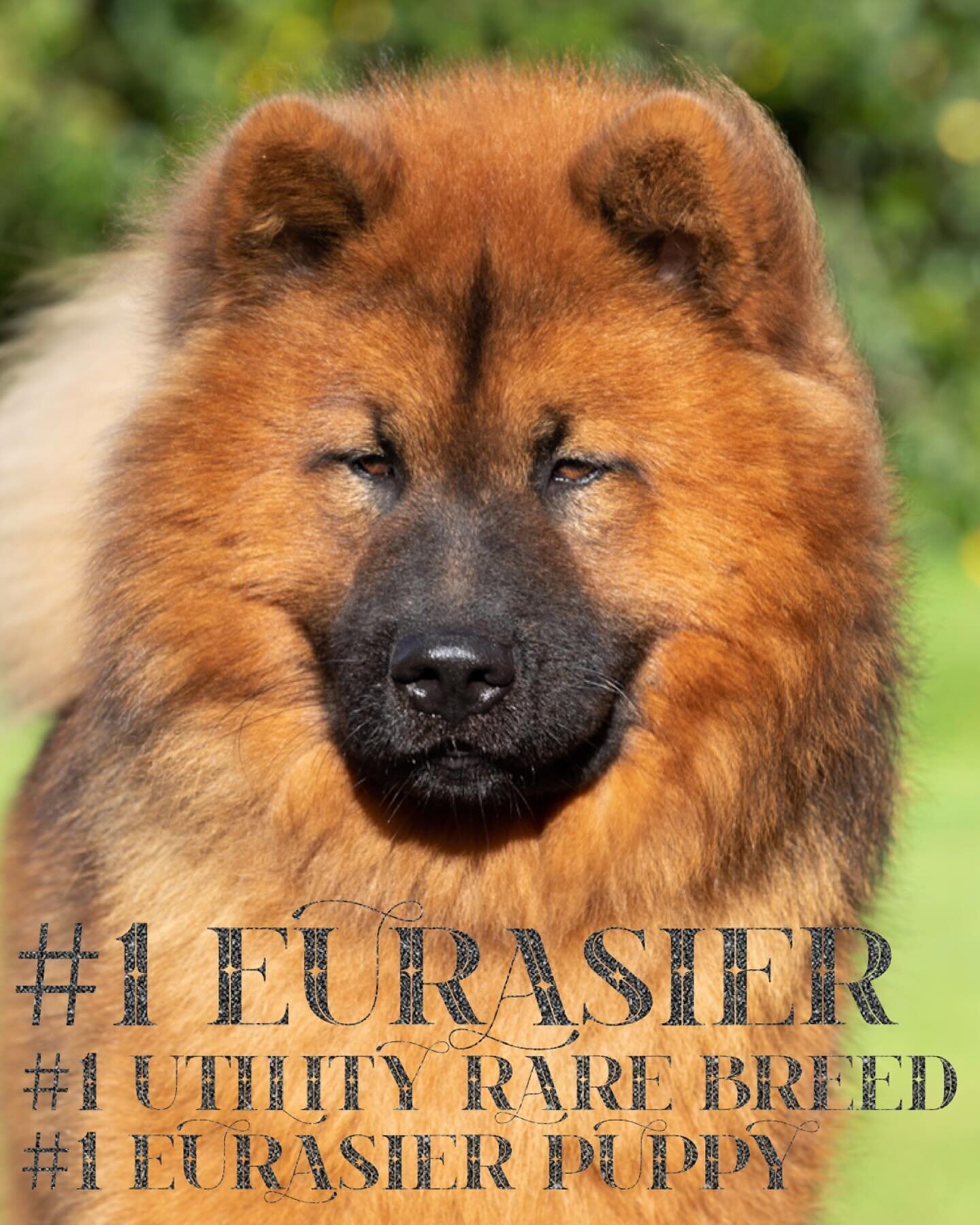 Now our final show of 2023 is complete, delighted to announce&hellip;

TITAN IS #1 !!!

#1 Eurasier, #1 Utility Rare Breed &amp; #1 Eurasier Puppy

17 BOBs, 19 Best Male, Crufts BPIB, BPIS Winner &amp; Puppy Stakes Winner

Co-Owned: Michaella Dunhill